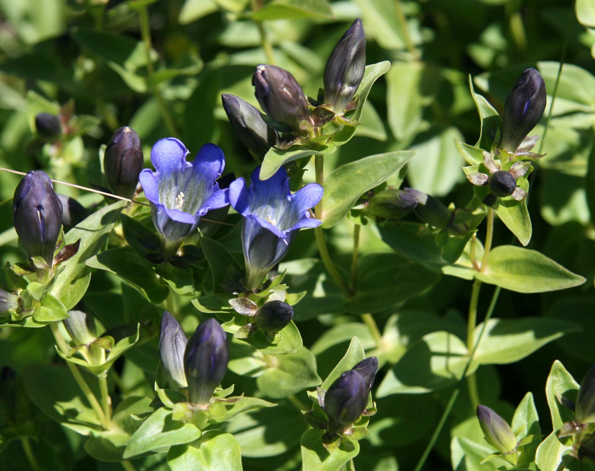 Explorer's Gentian — photo 1