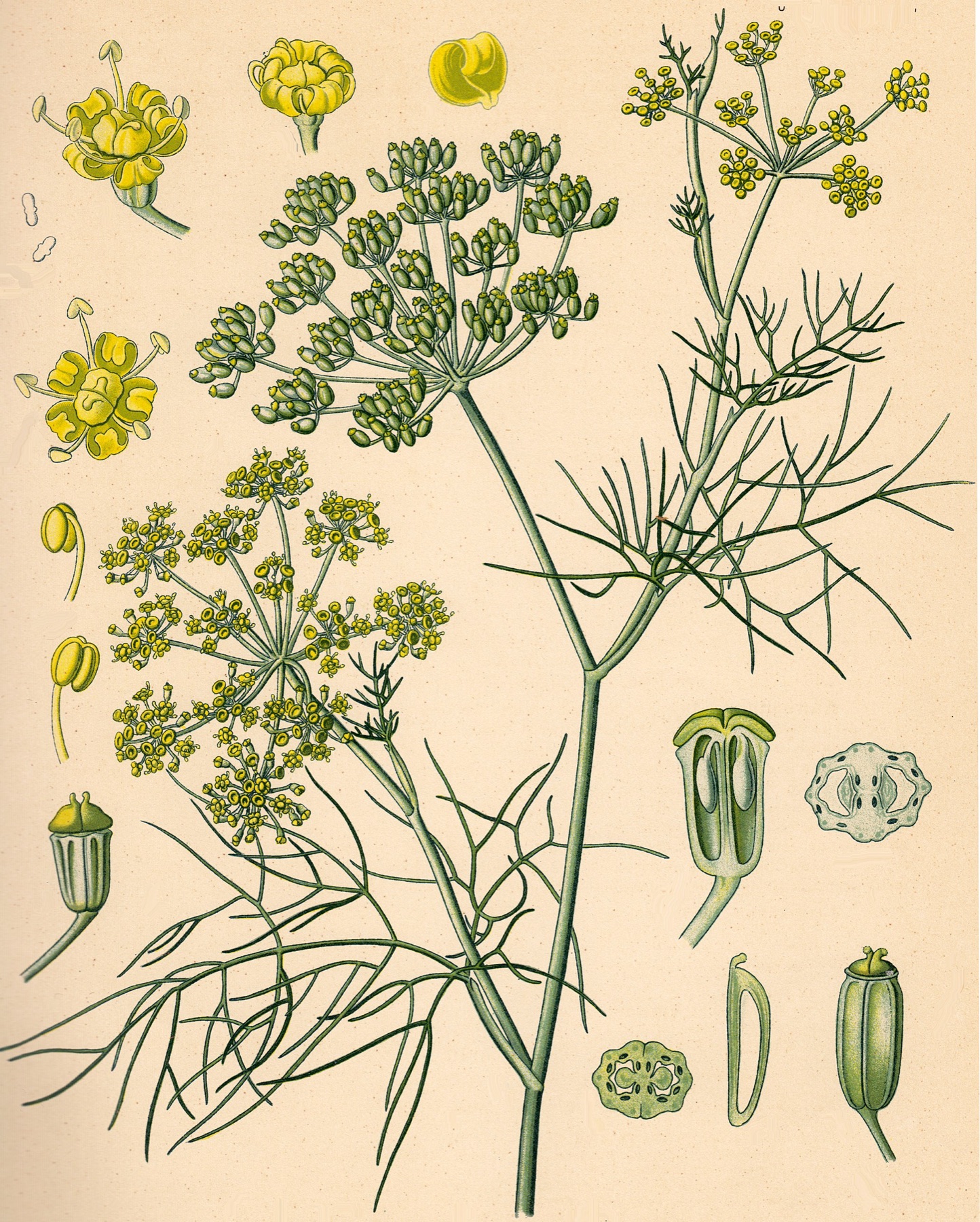 Fennel — photo 10