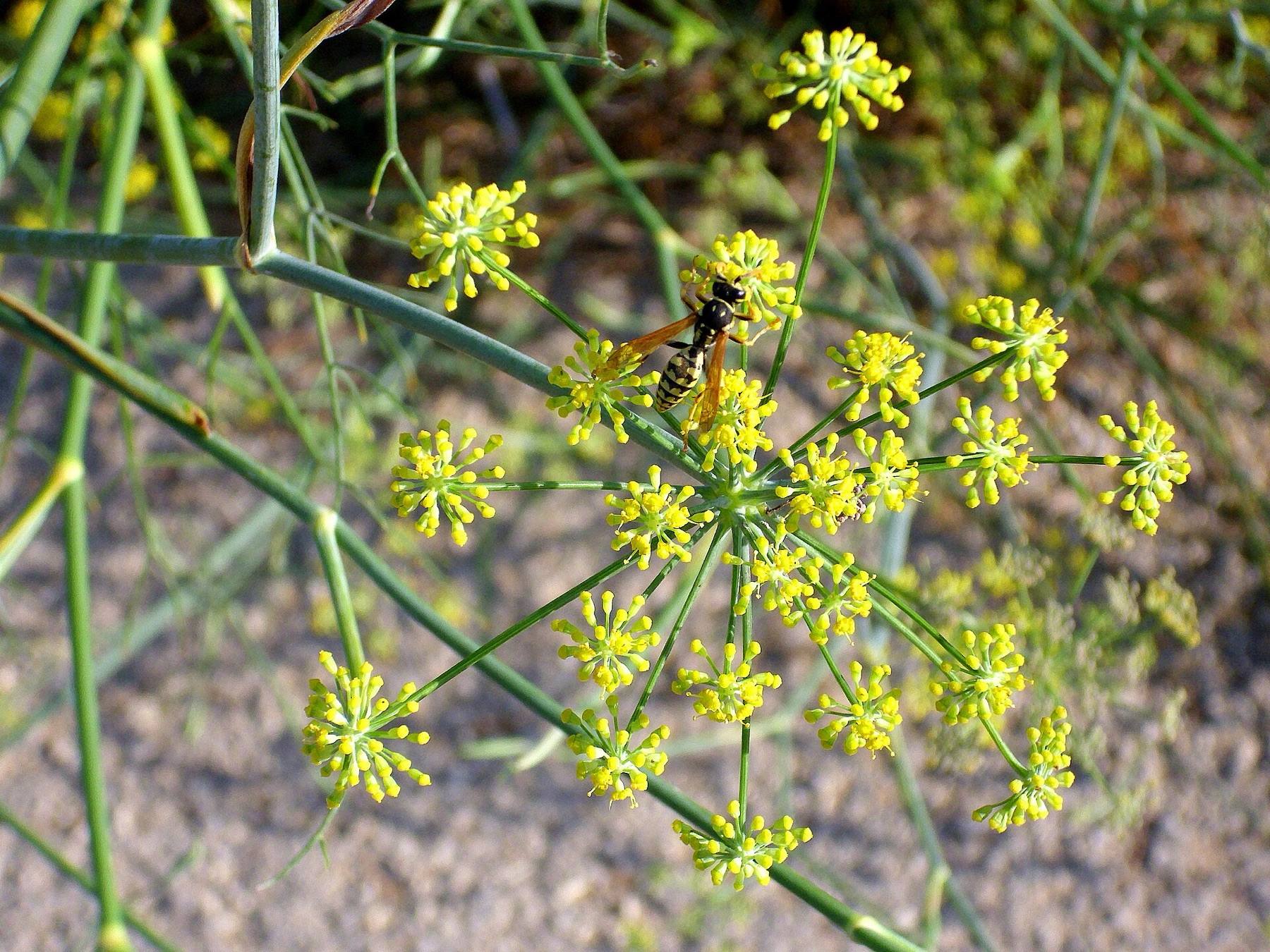 Fennel — photo 11