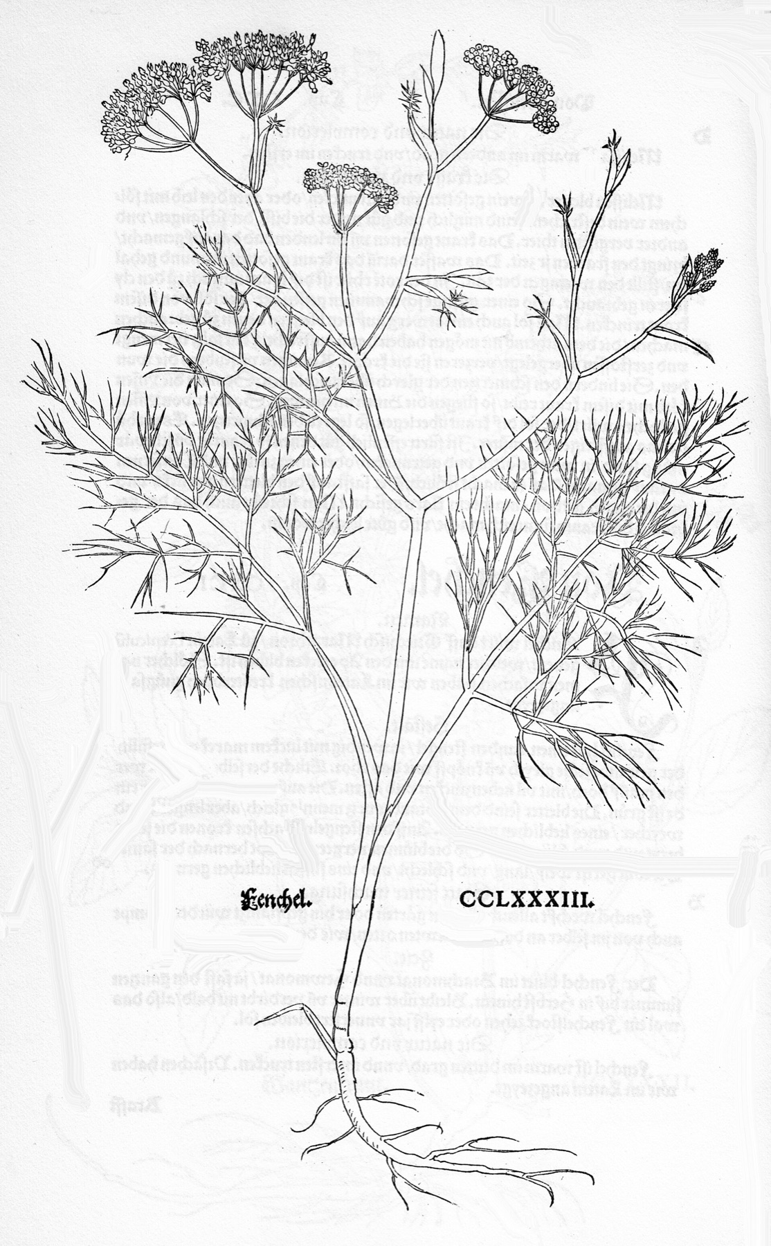 Fennel — photo 12