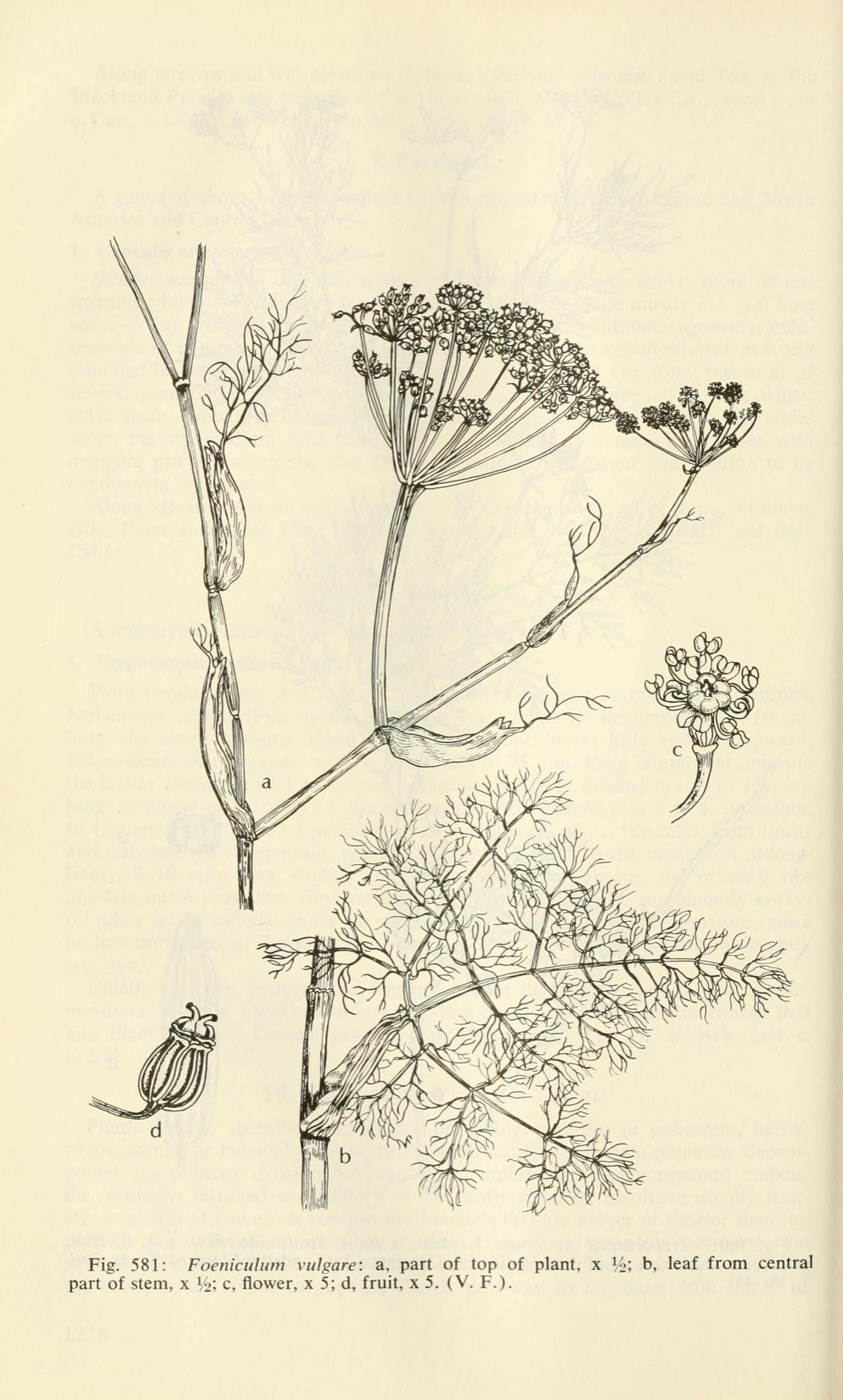 Fennel — photo 13