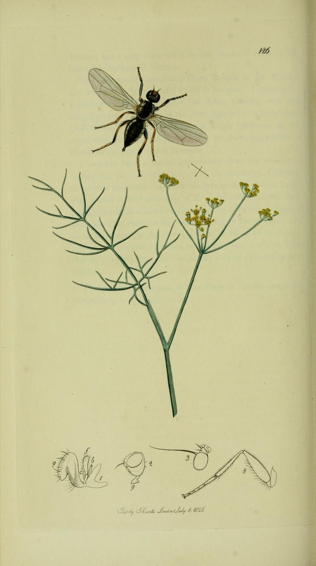 Fennel — photo 14