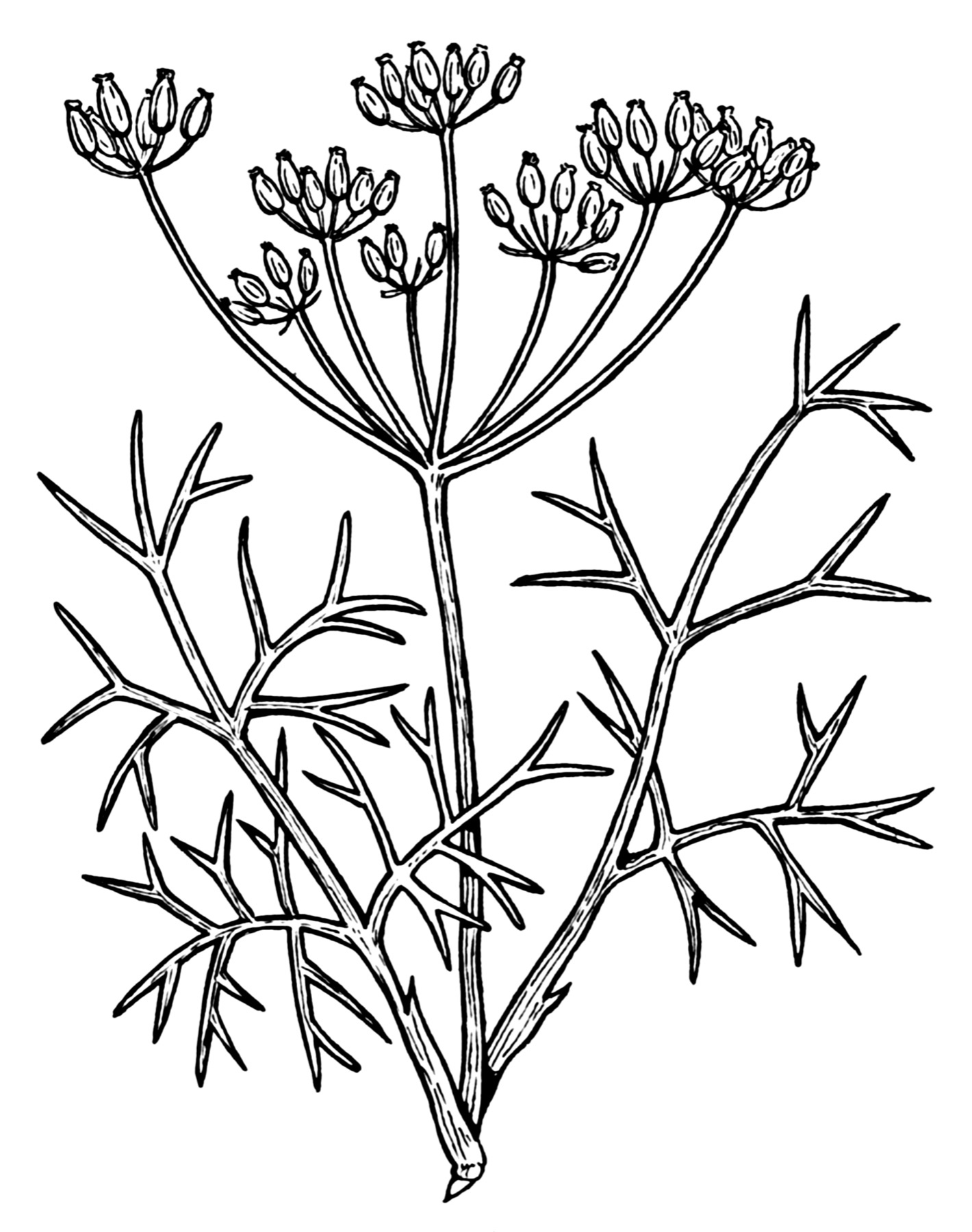Fennel — photo 15