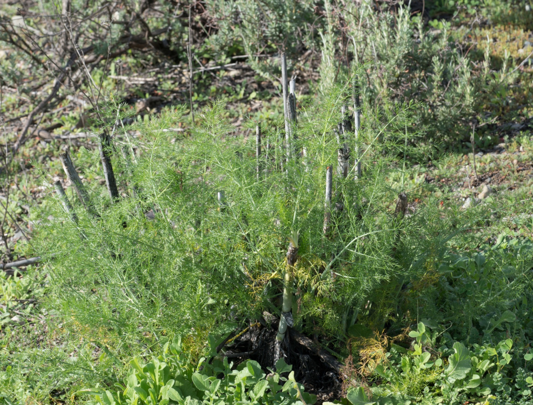 Fennel — photo 16