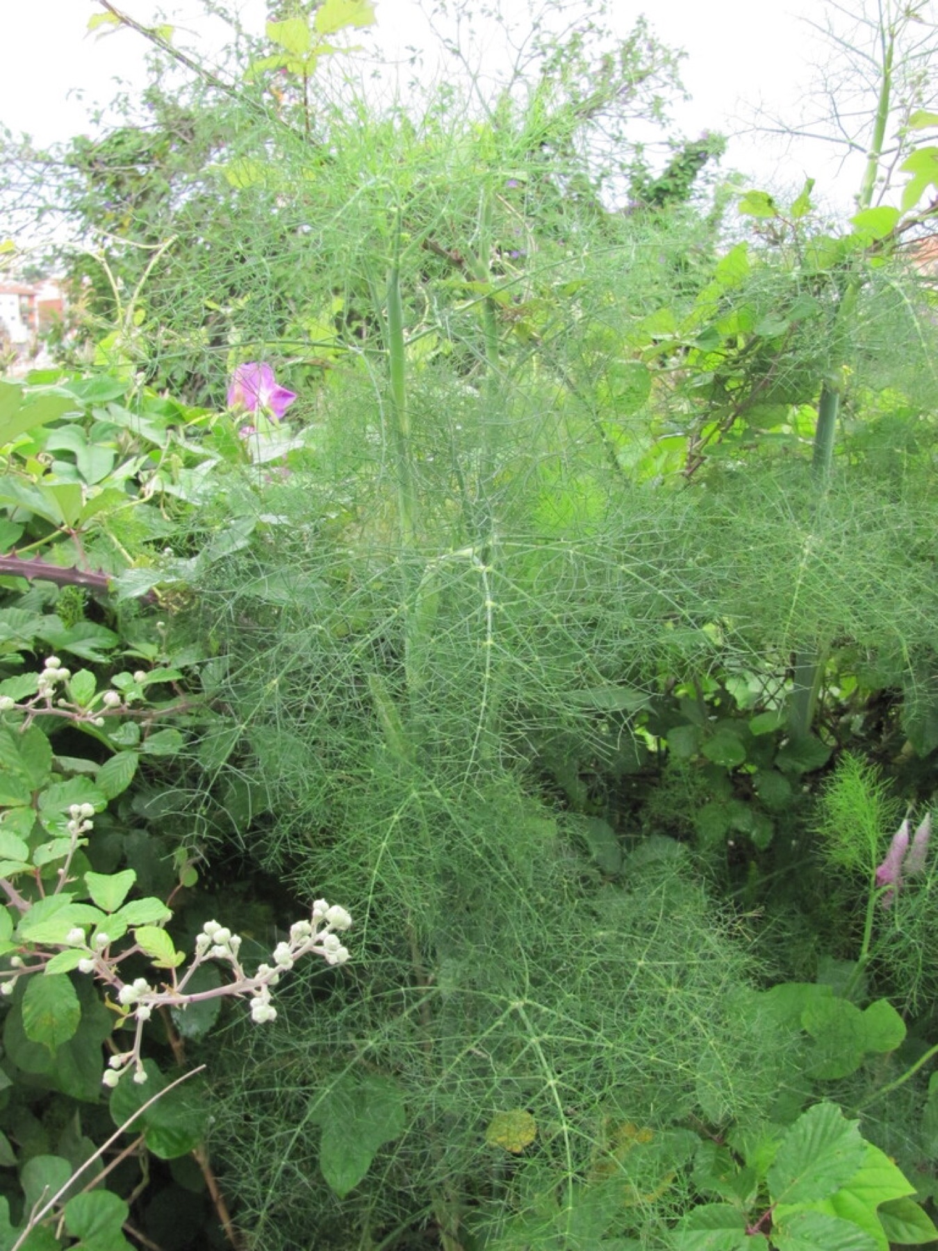 Fennel — photo 17