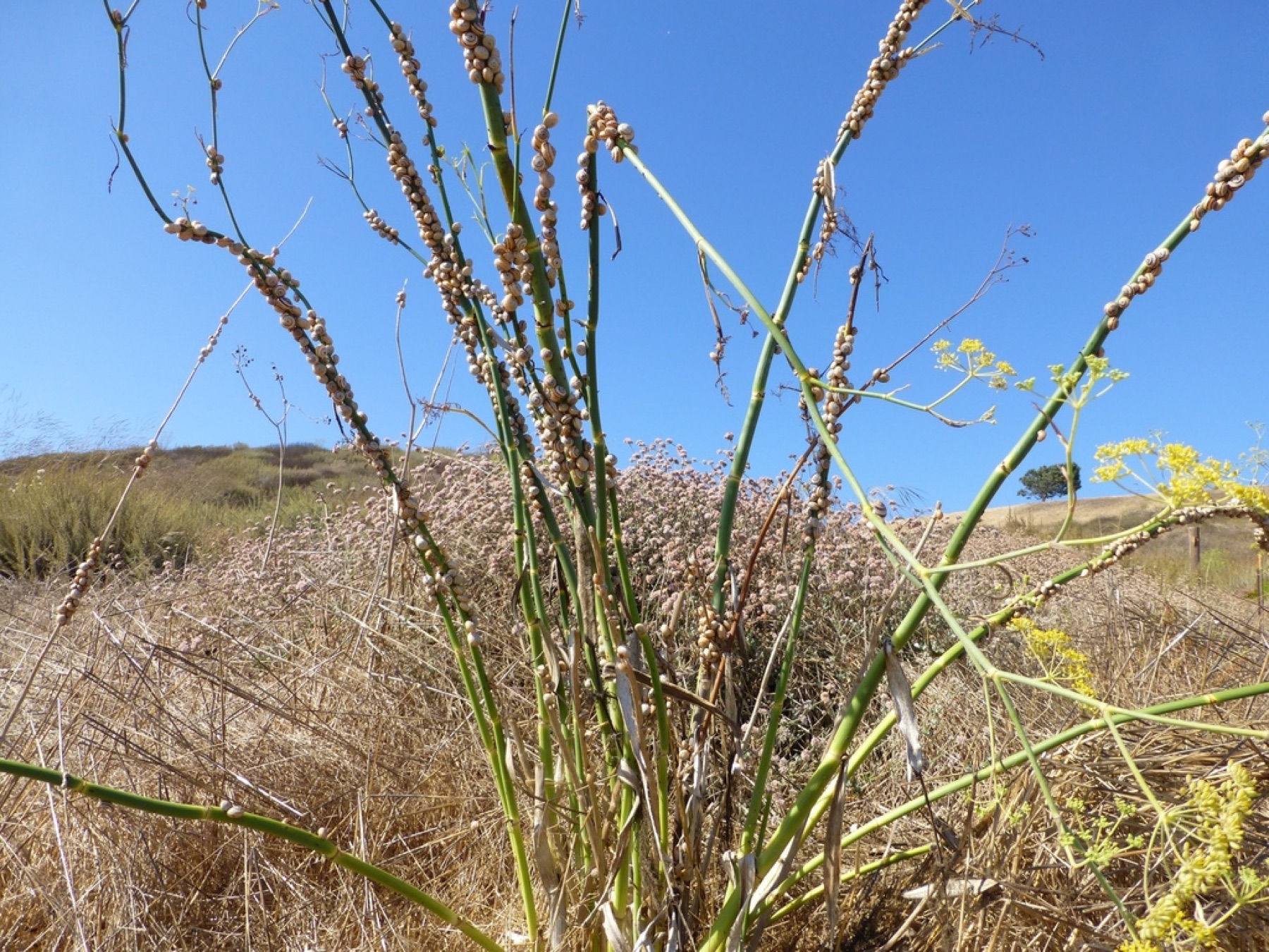Fennel — photo 18