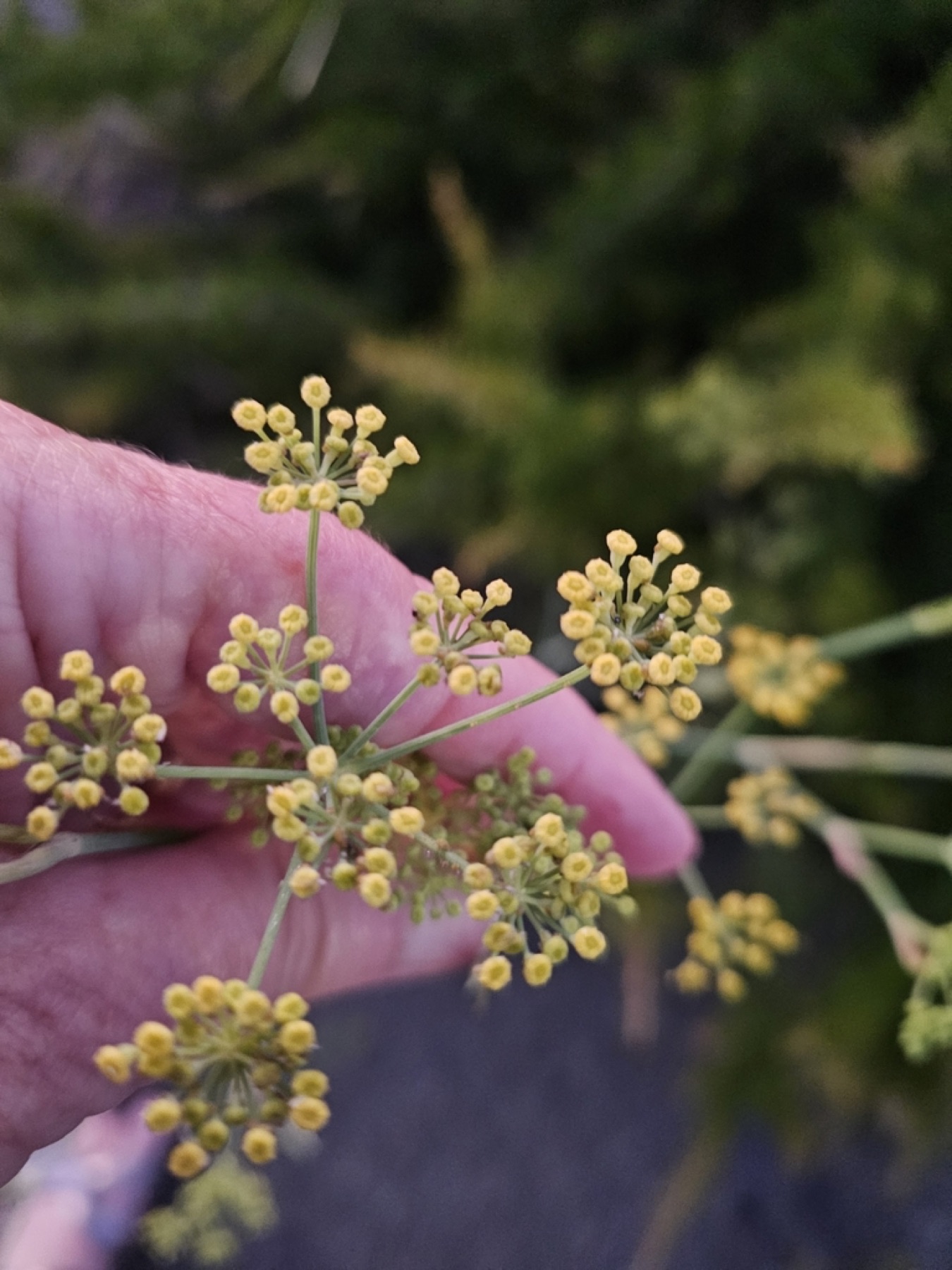 Fennel — photo 19