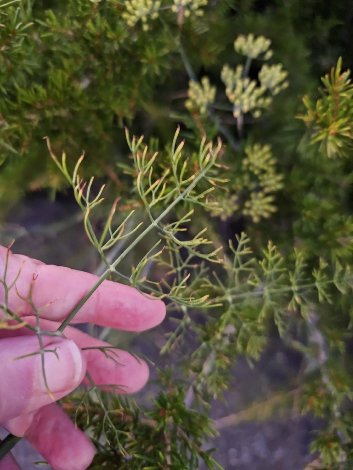 Fennel — photo 20