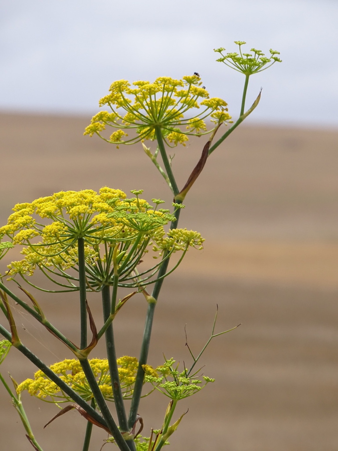 Fennel — photo 21