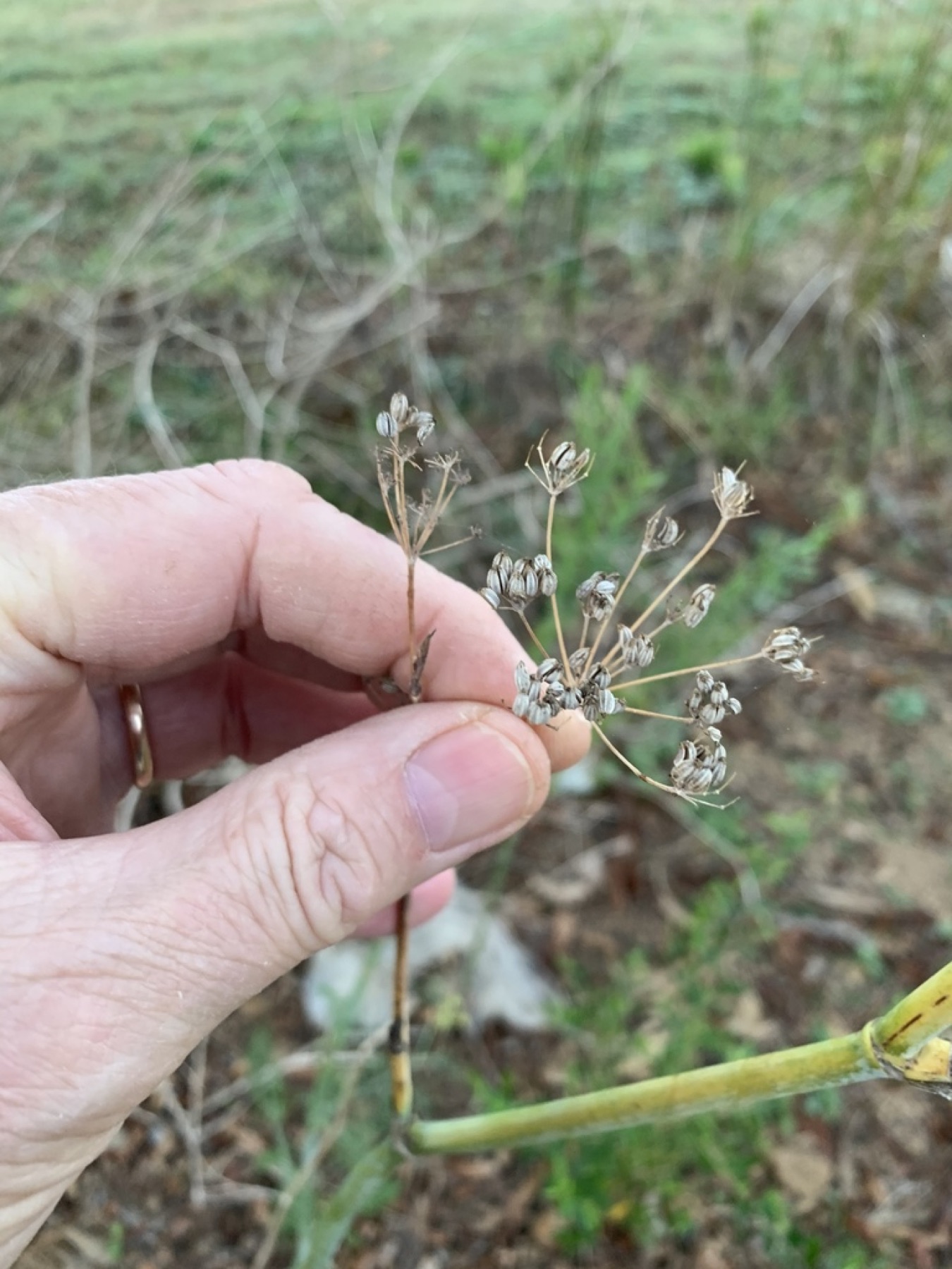 Fennel — photo 22