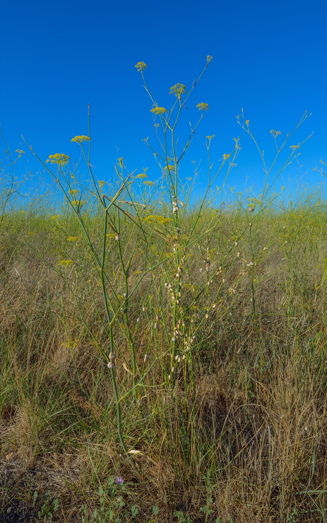 Fennel — photo 23