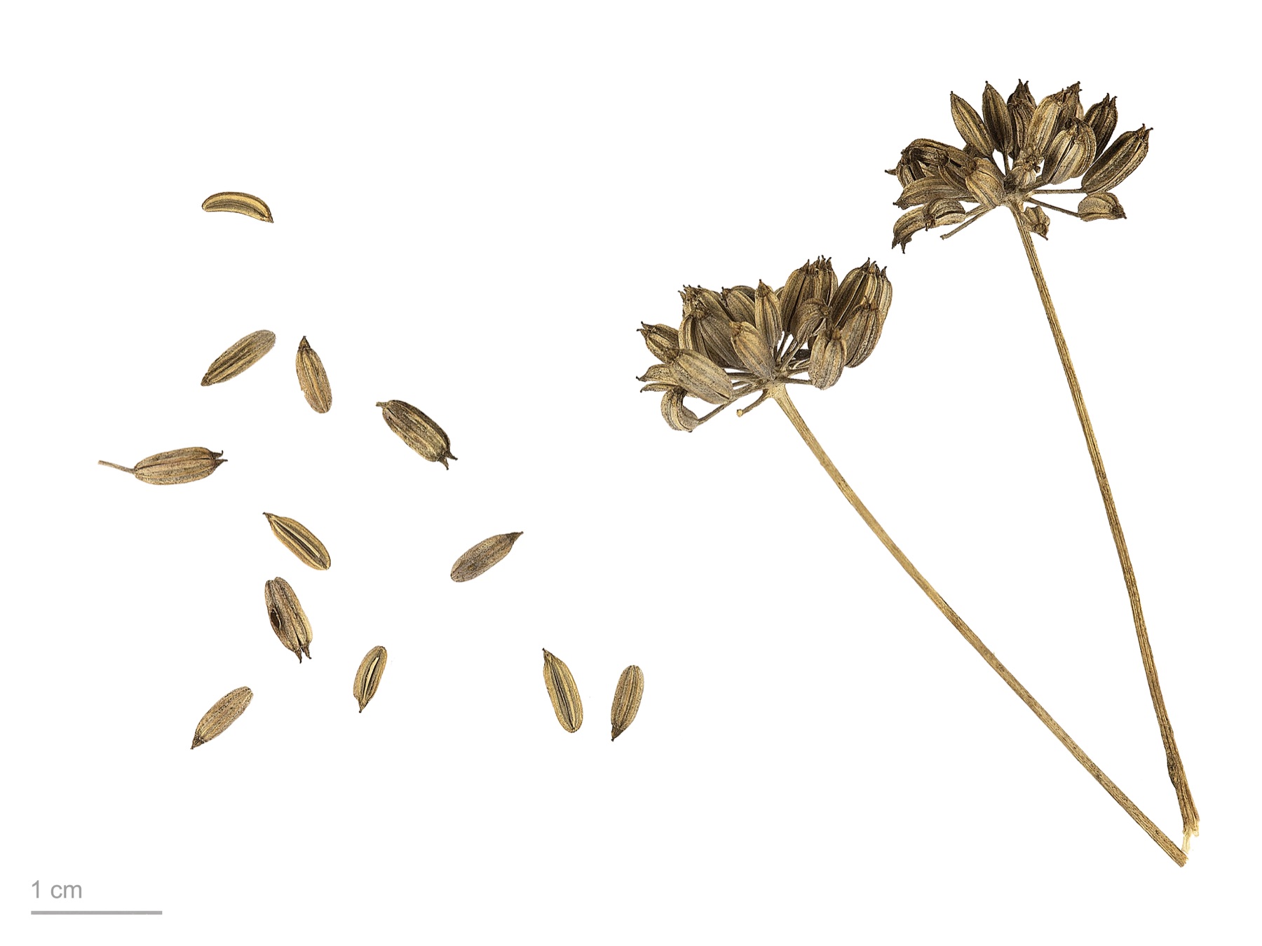 Fennel — photo 24