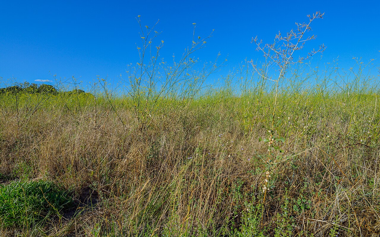 Fennel — photo 3