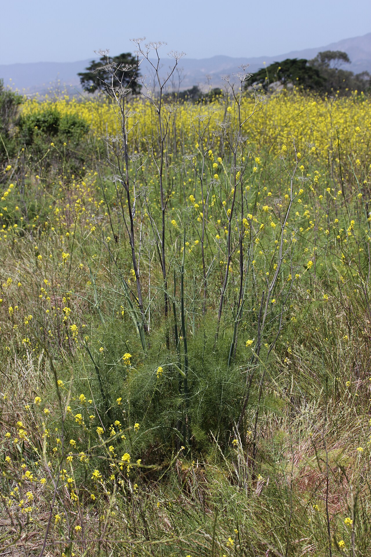 Fennel — photo 4