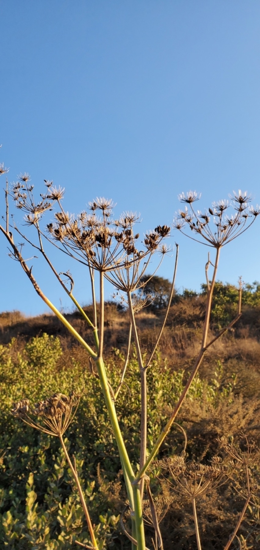 Fennel — photo 5
