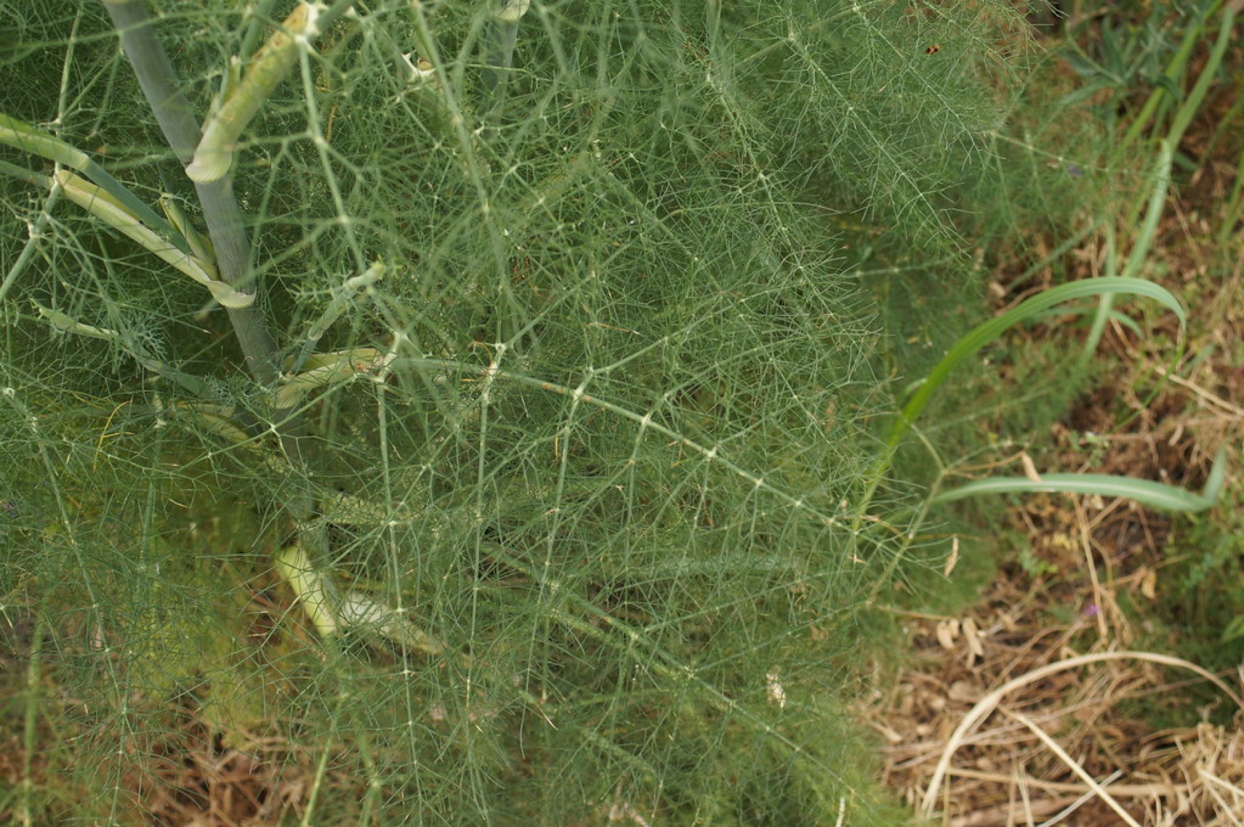 Fennel — photo 6