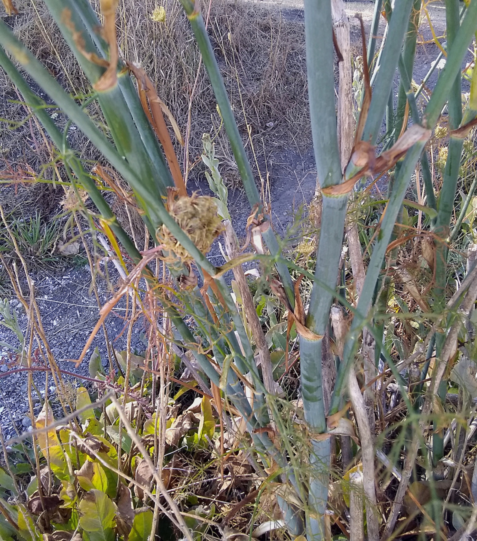 Fennel — photo 7