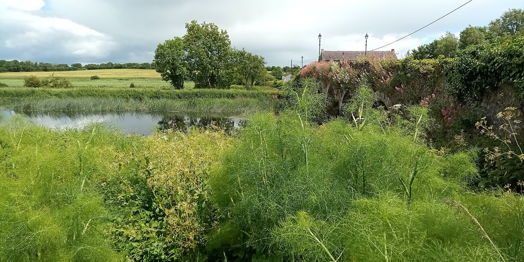 Fennel — photo 8