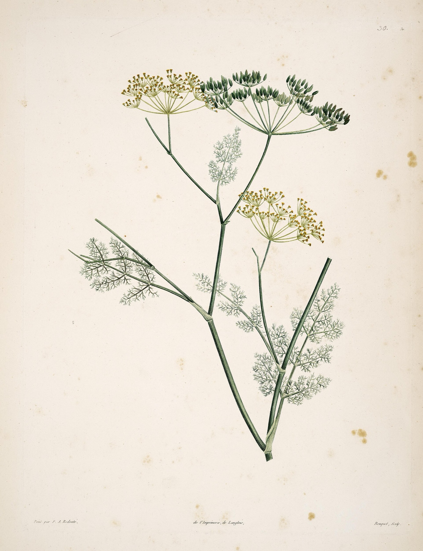 Fennel — photo 9