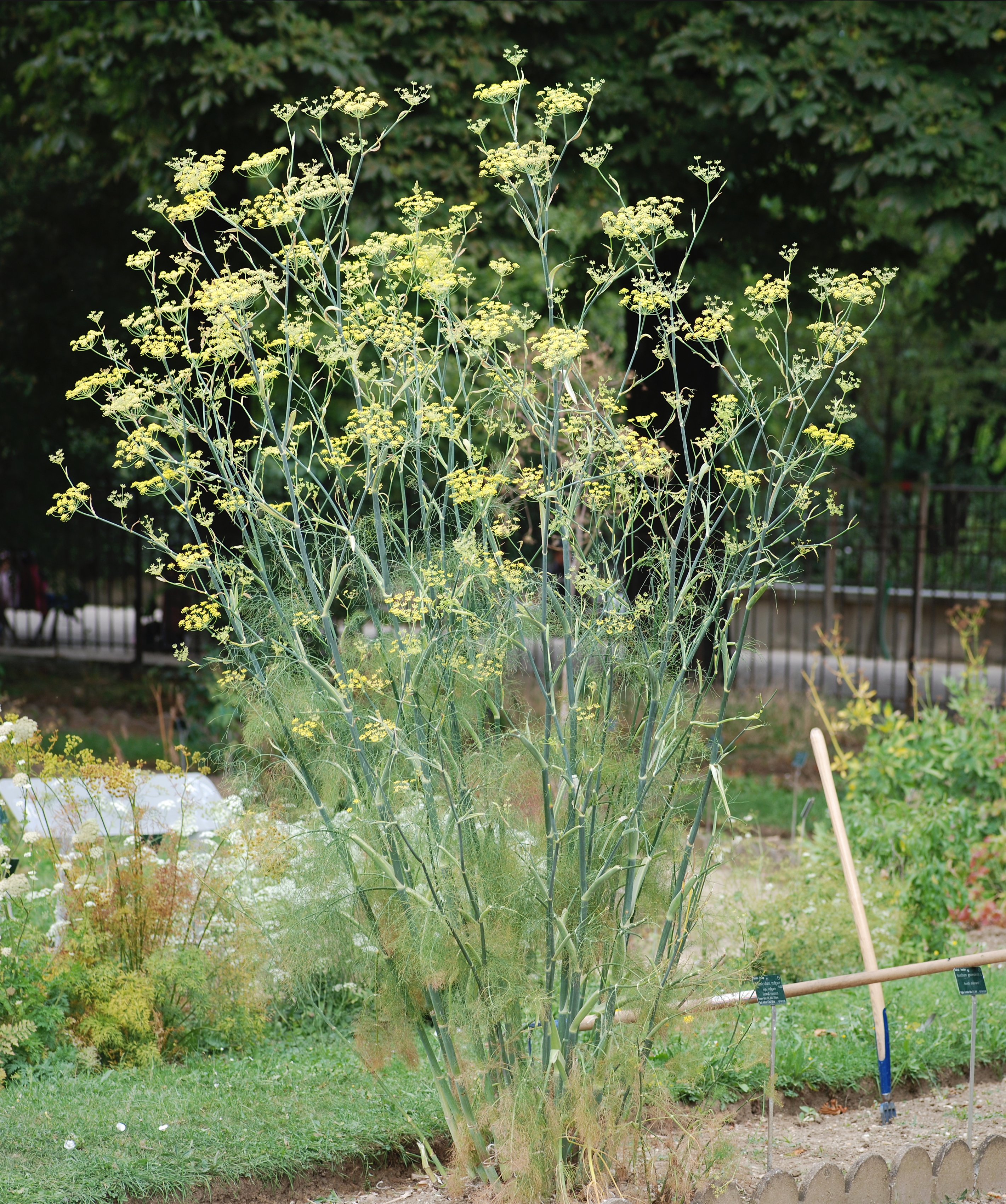 Fennel — photo 1