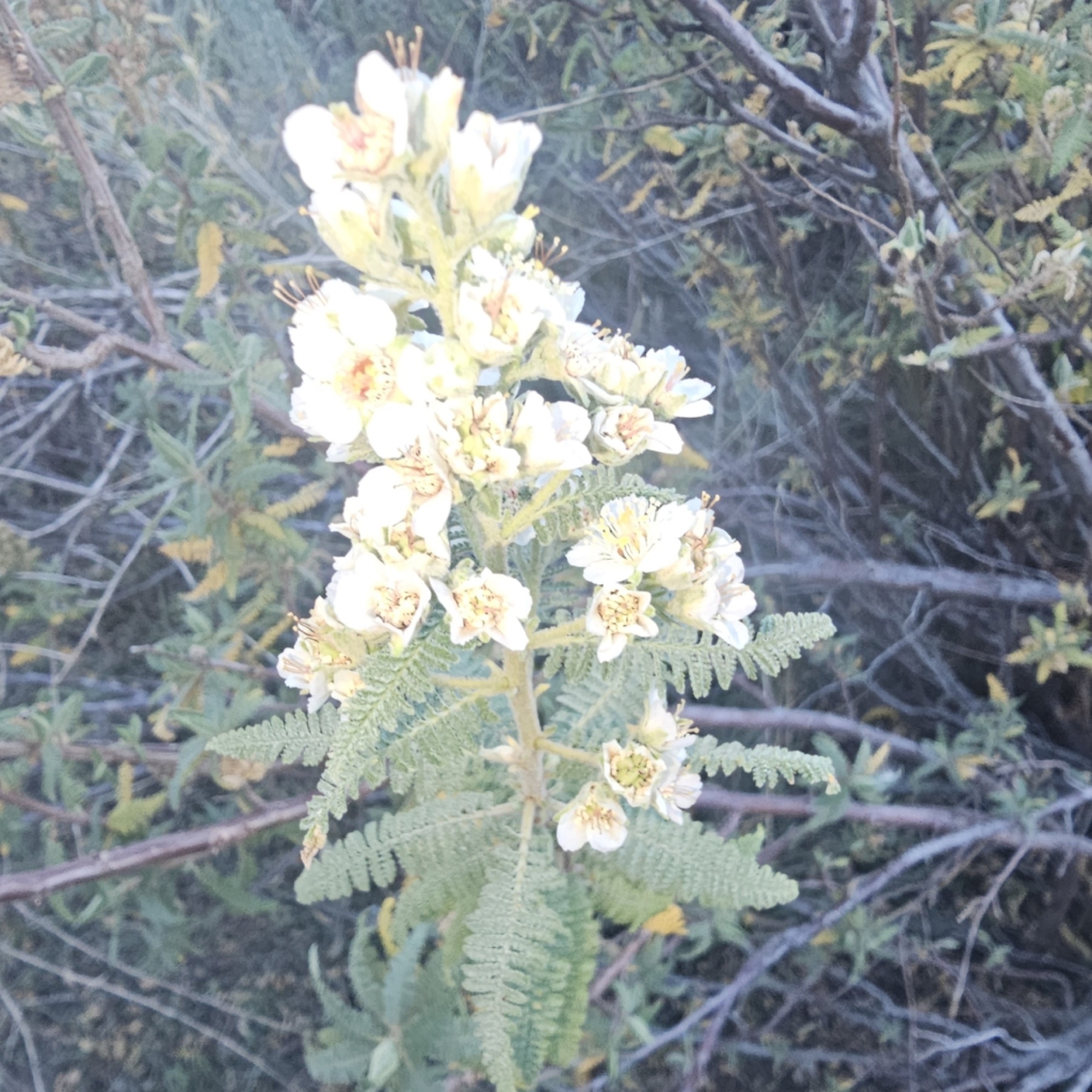 Fernbush — photo 6