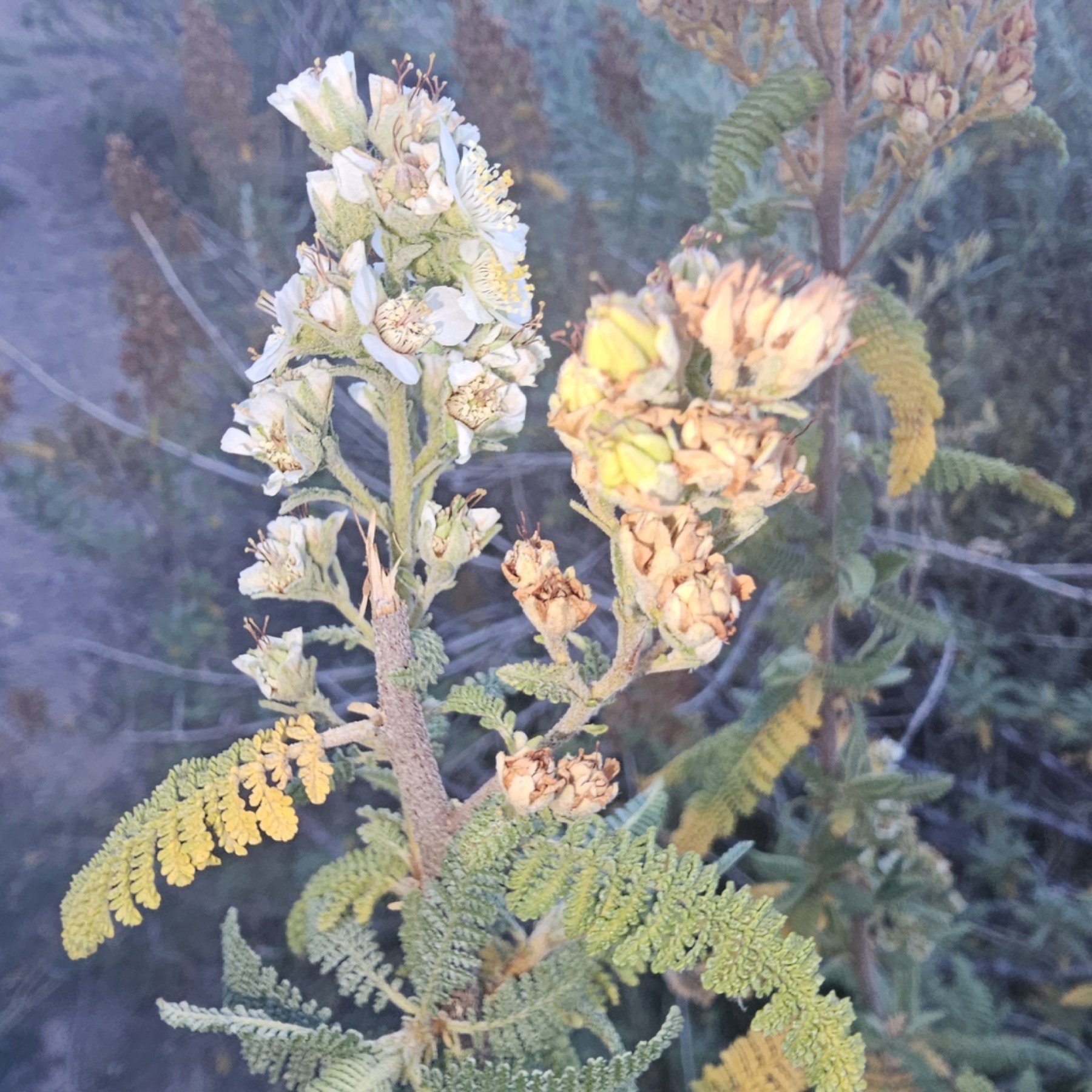 Fernbush — photo 7