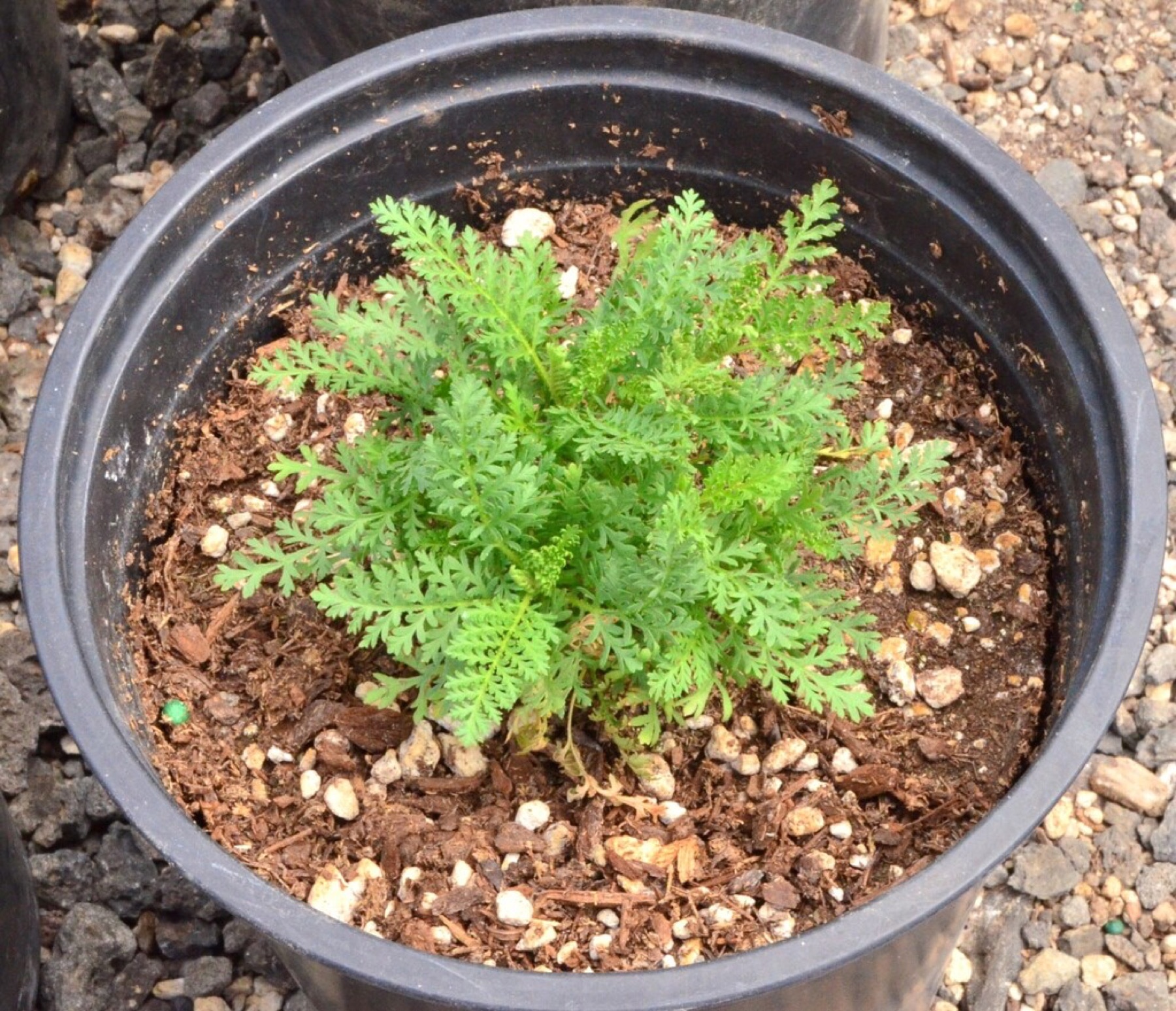 Fernbush — photo 8