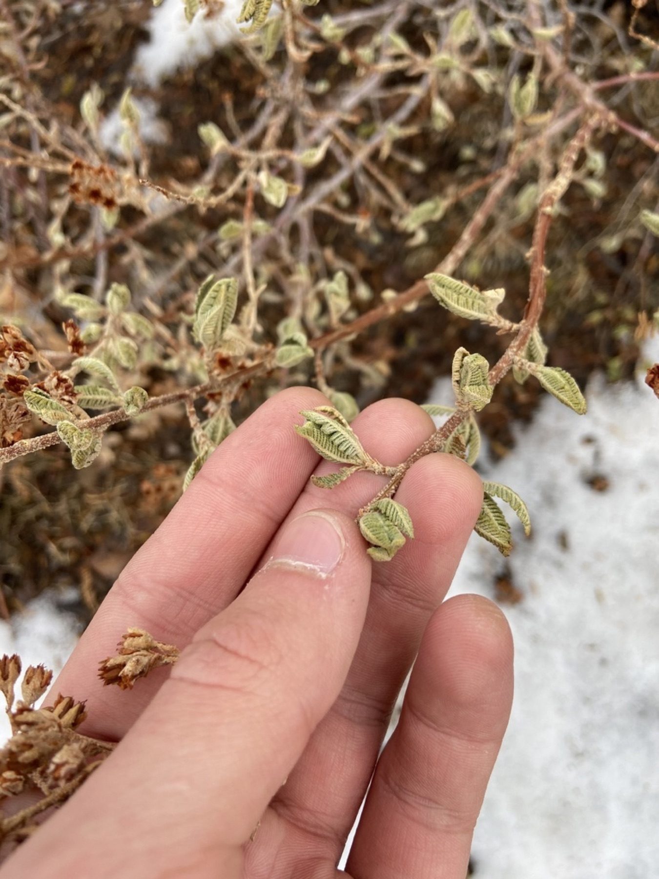 Fernbush — photo 9