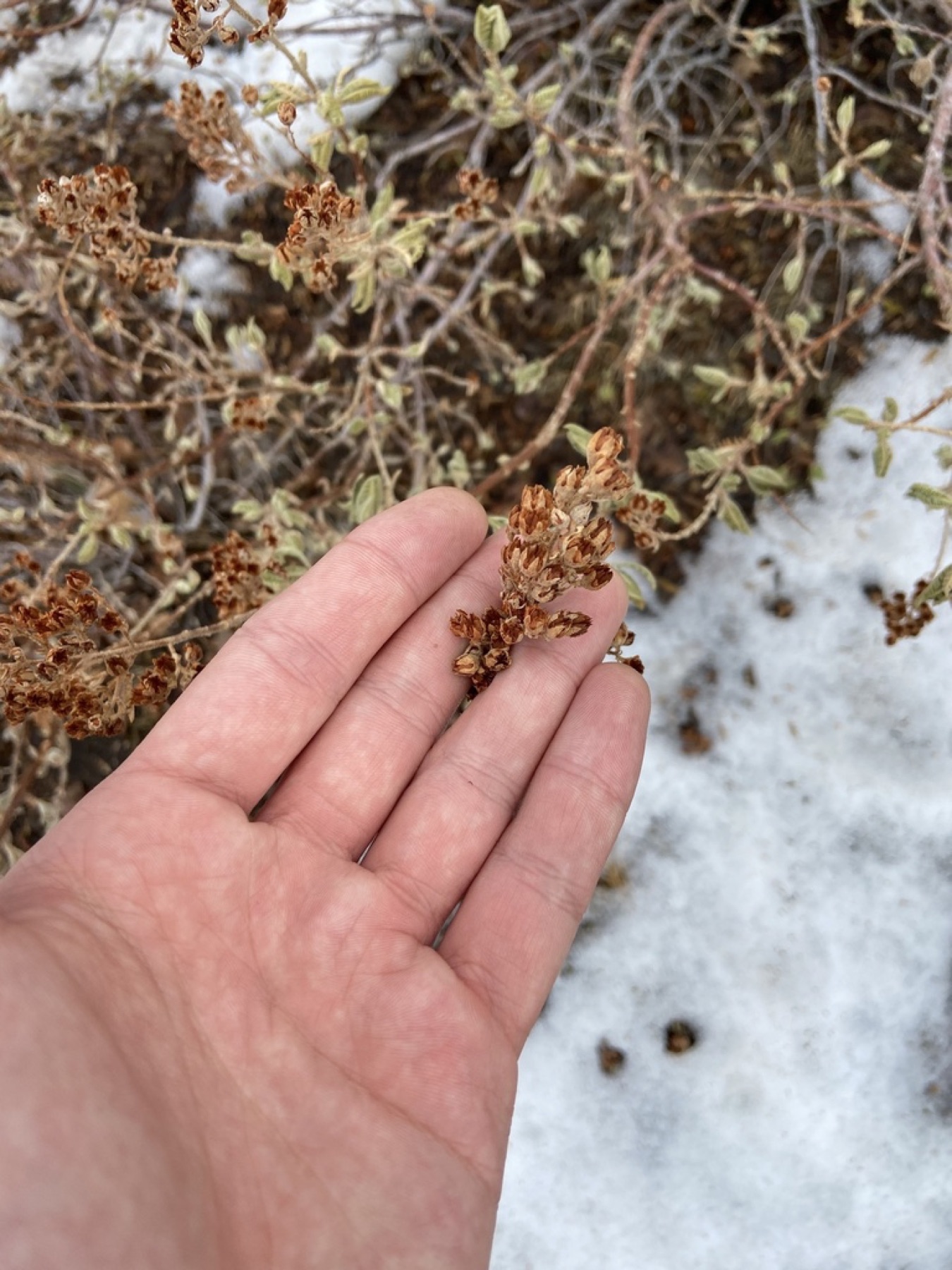 Fernbush — photo 10