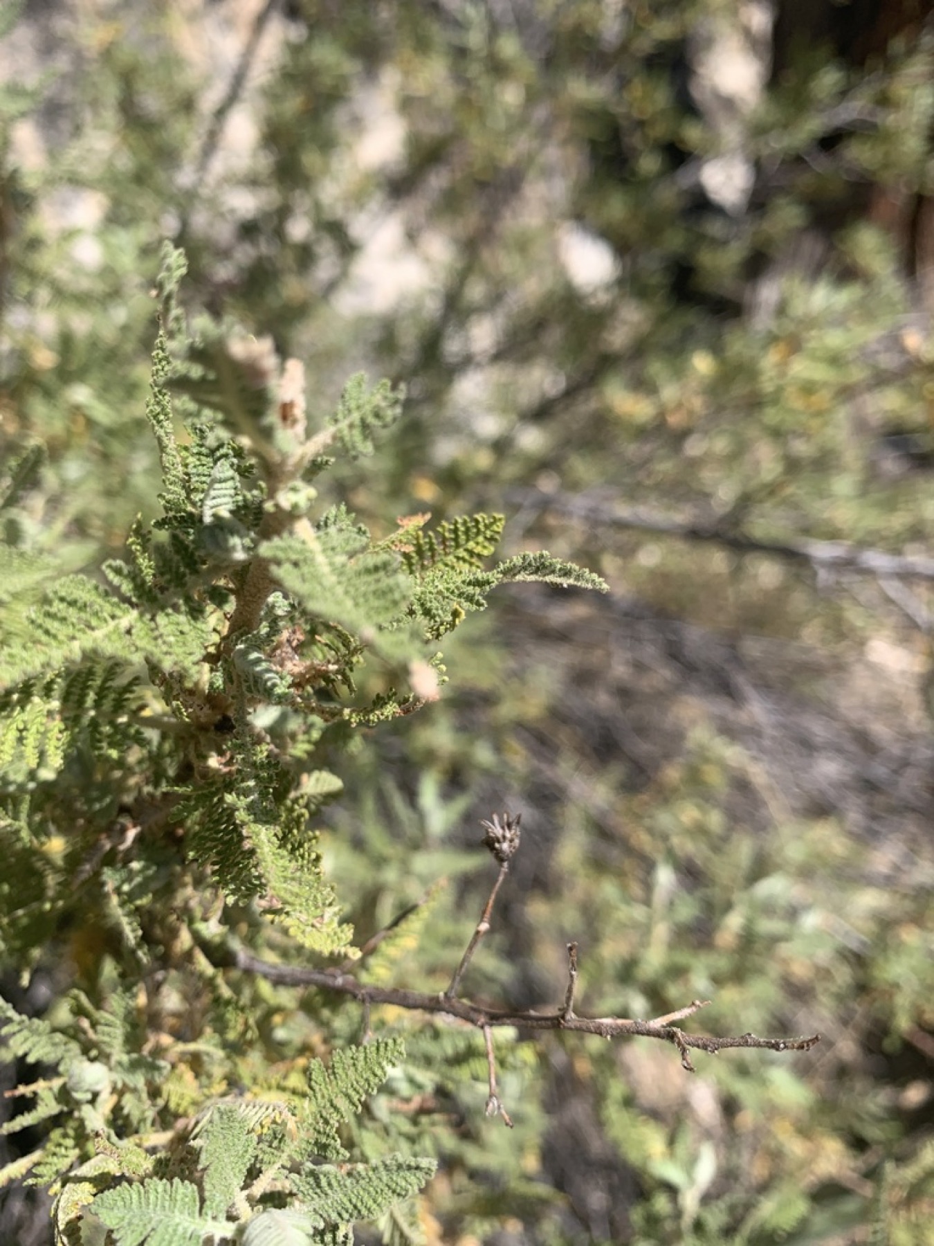 Fernbush — photo 11