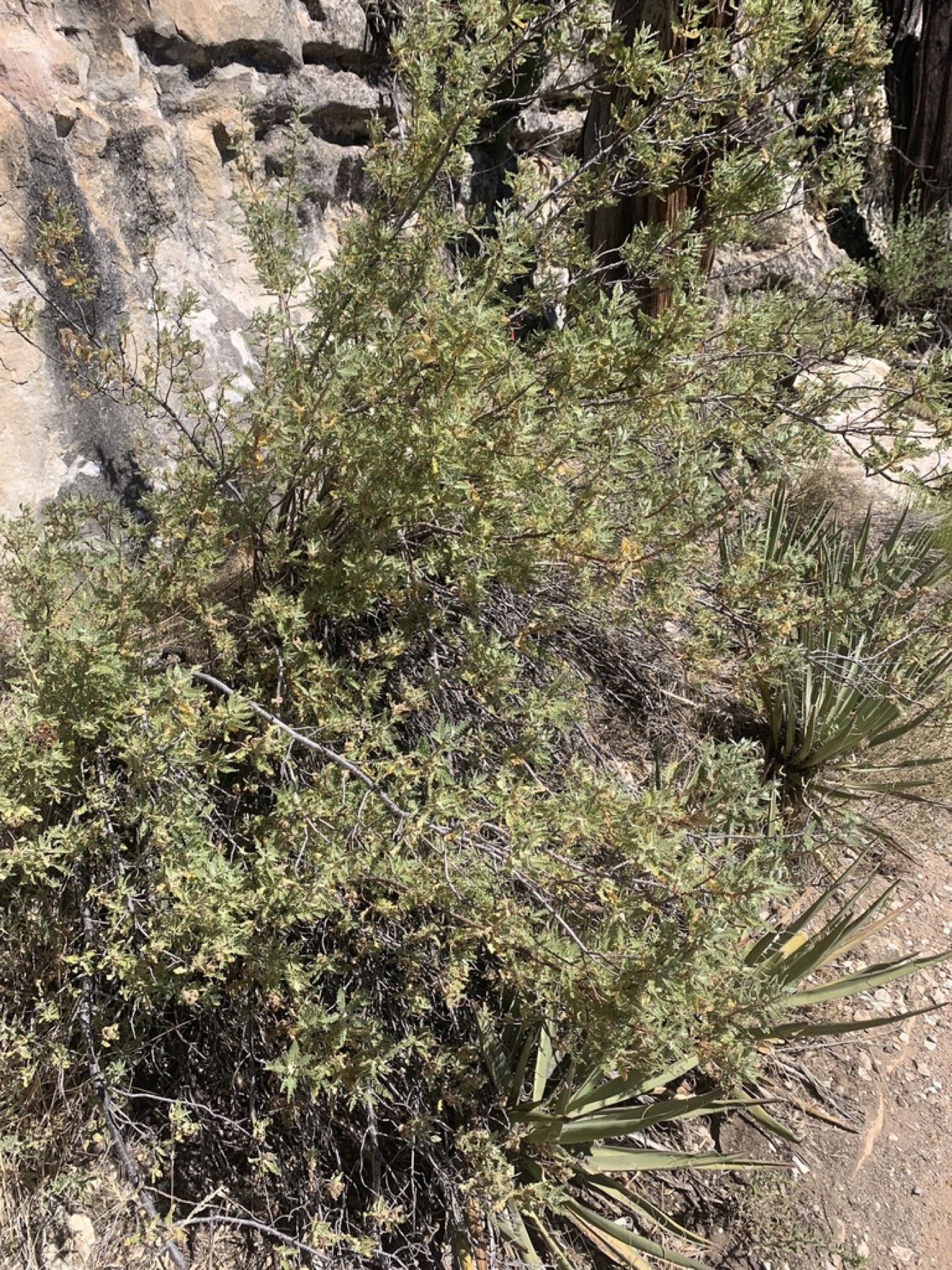Fernbush — photo 12