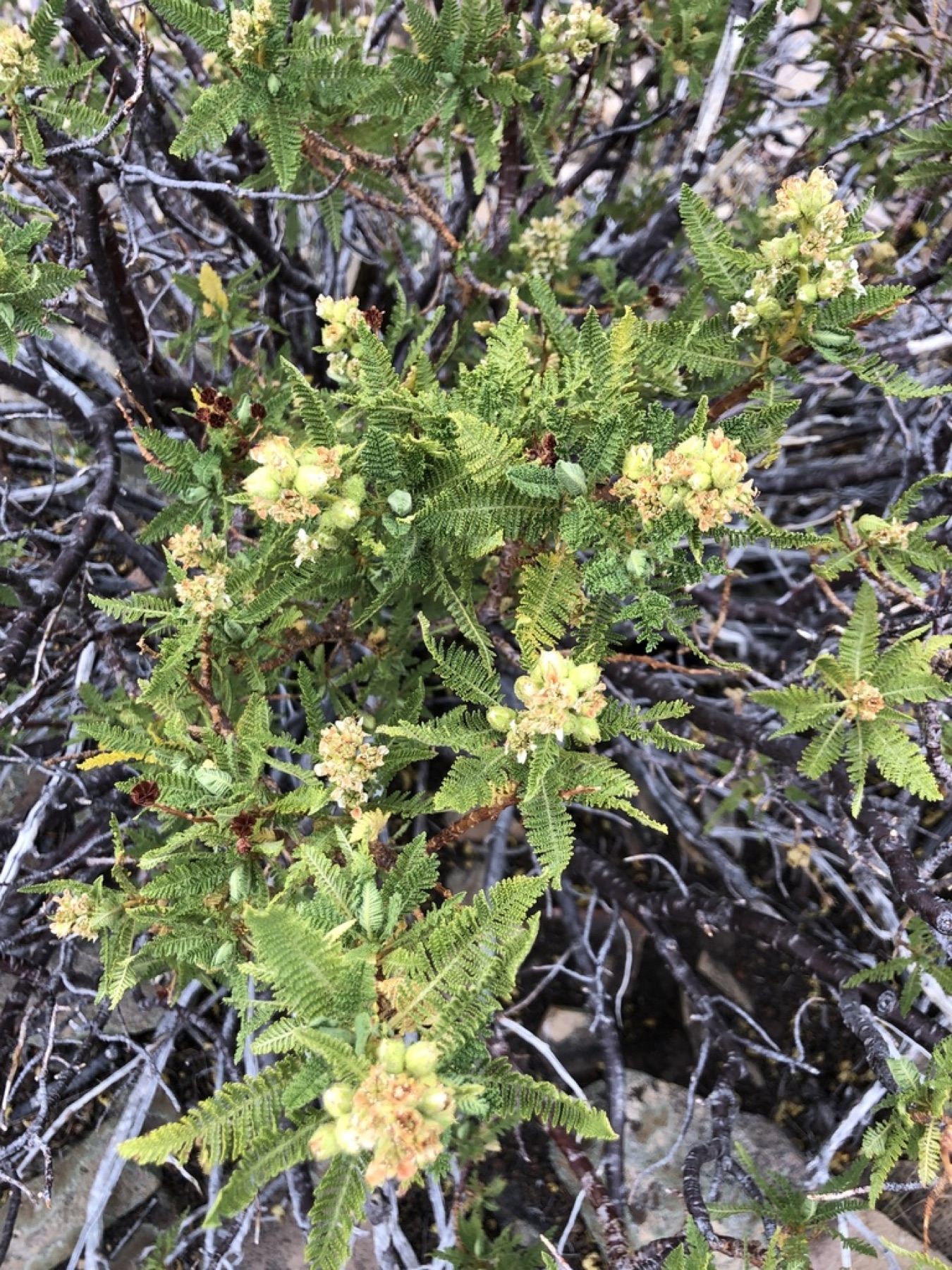 Fernbush — photo 13