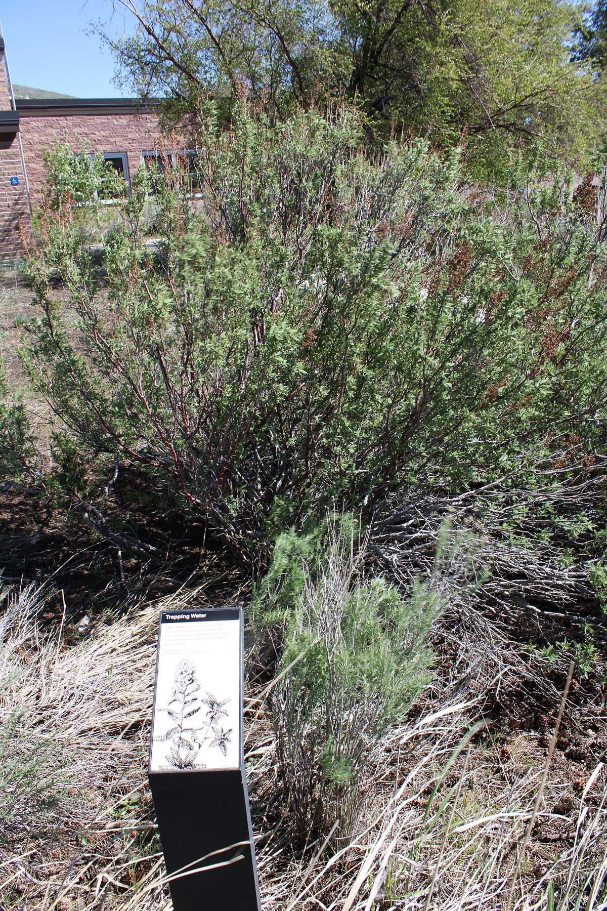 Fernbush — photo 14
