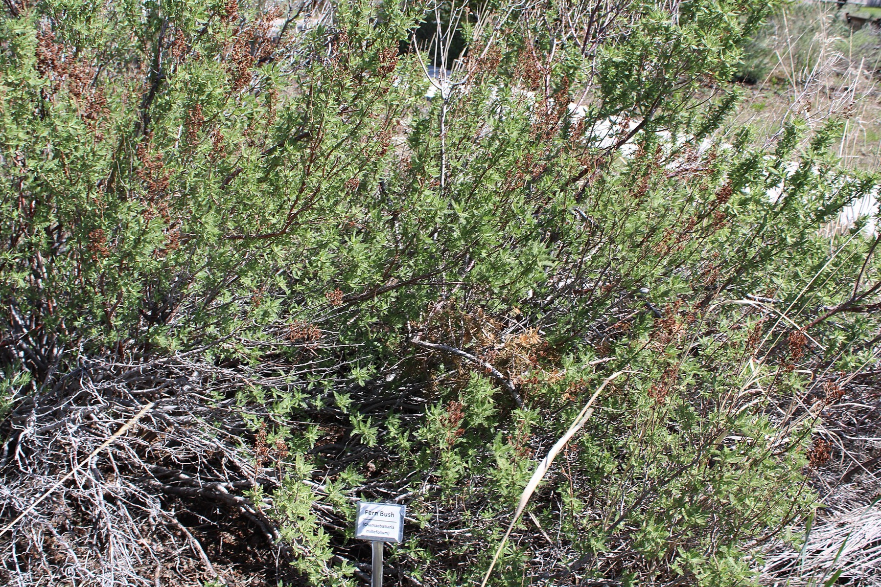 Fernbush — photo 15