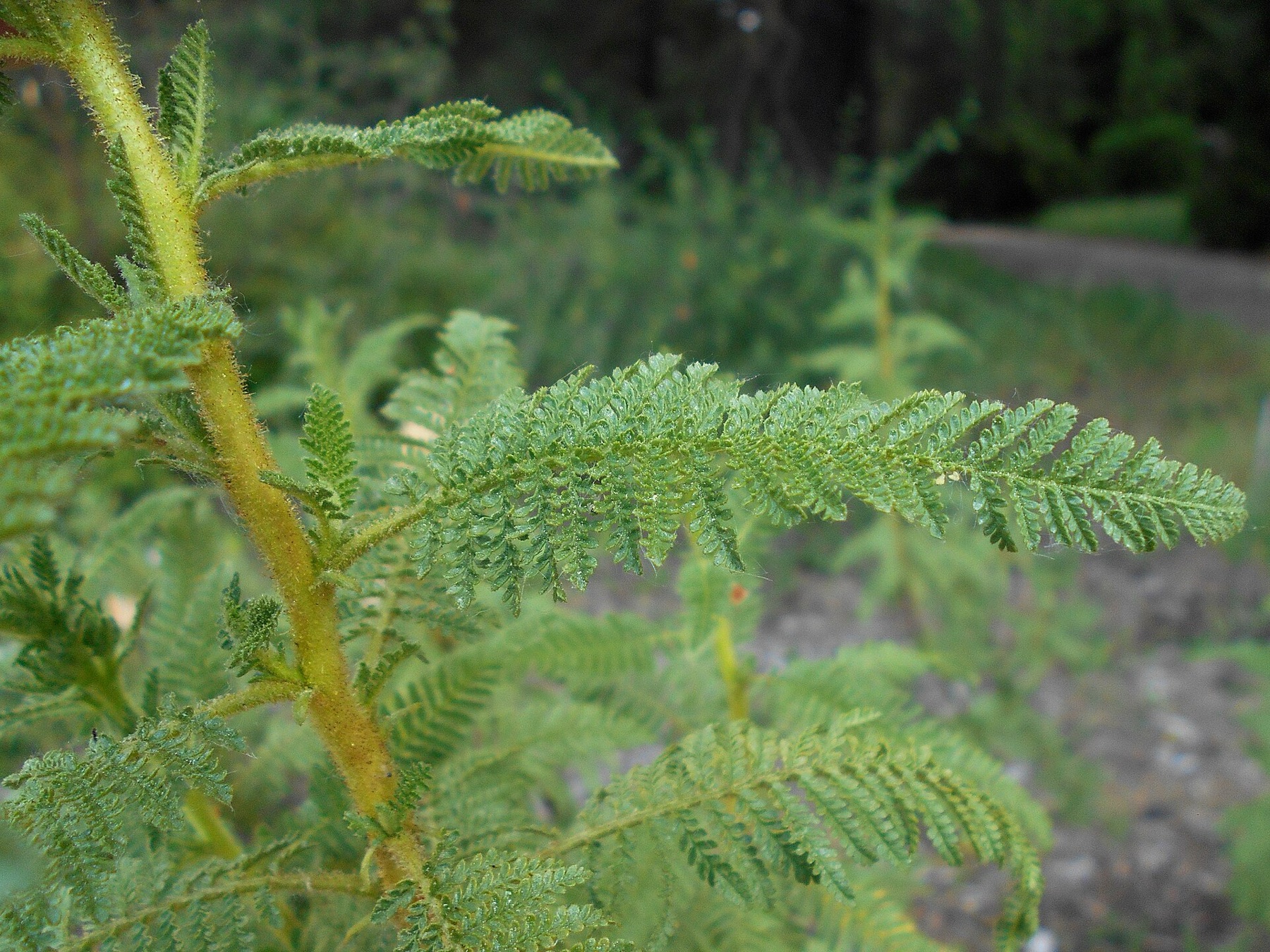 Fernbush — photo 16