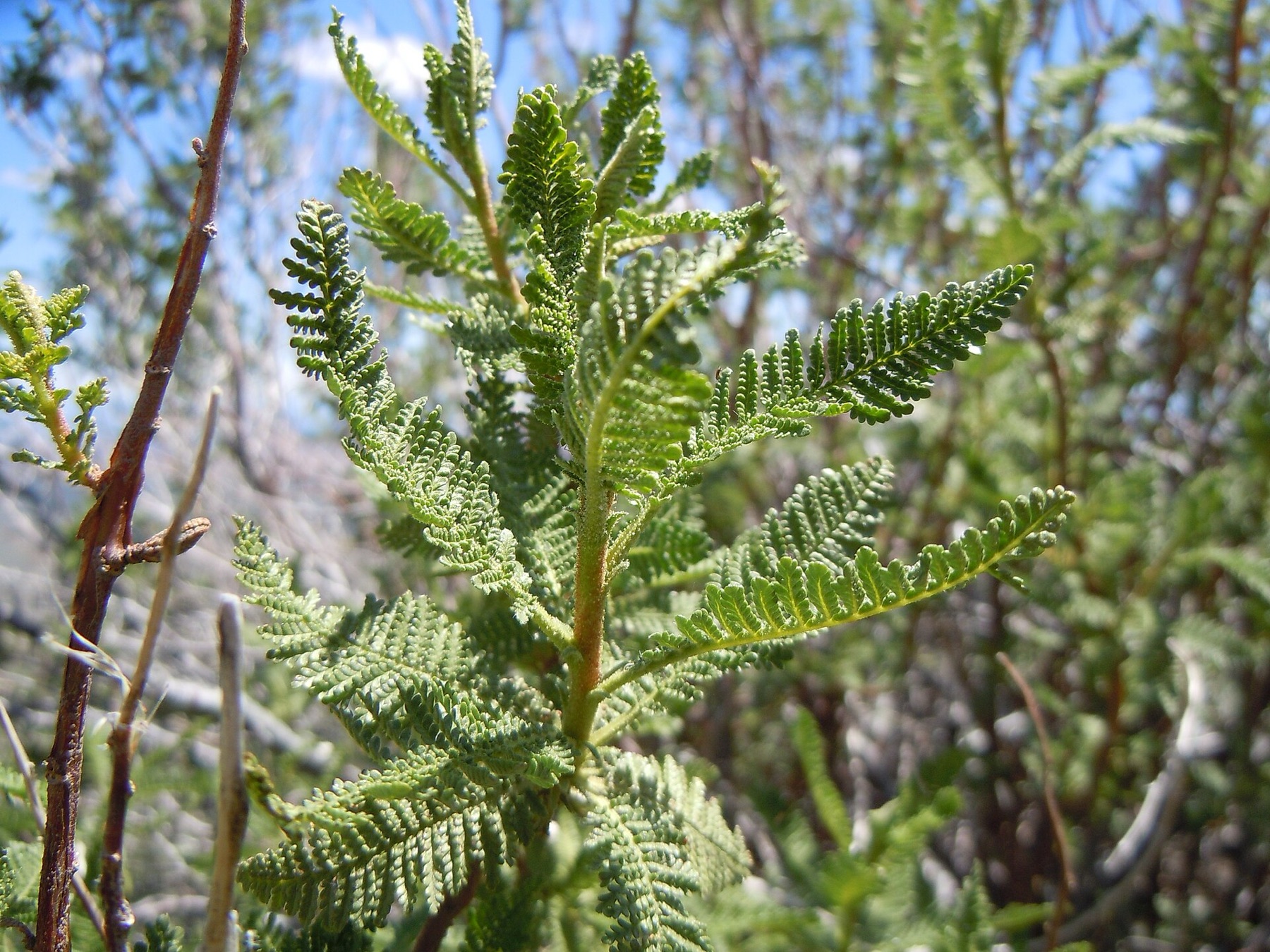 Fernbush — photo 17