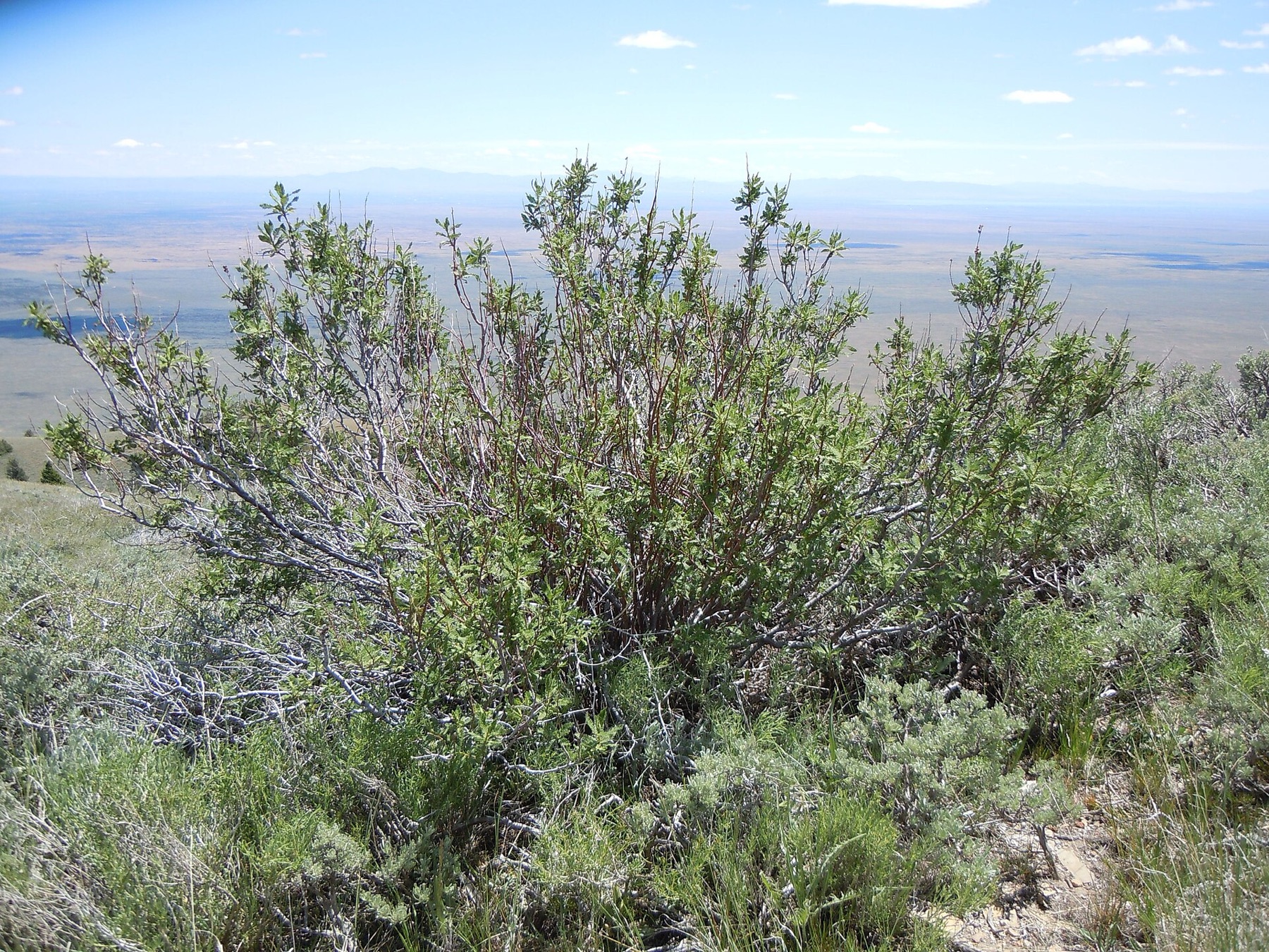 Fernbush — photo 18