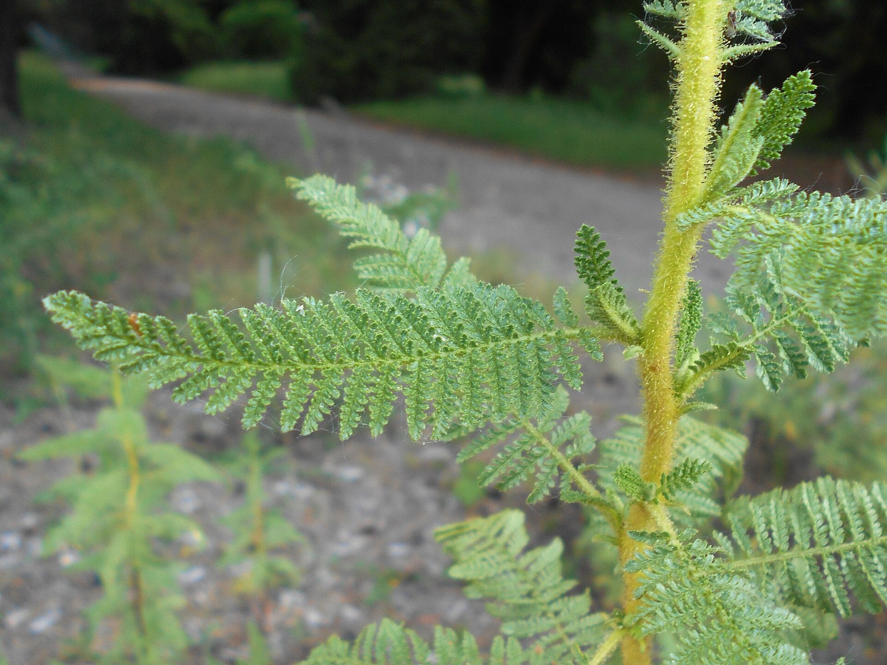 Fernbush — photo 19