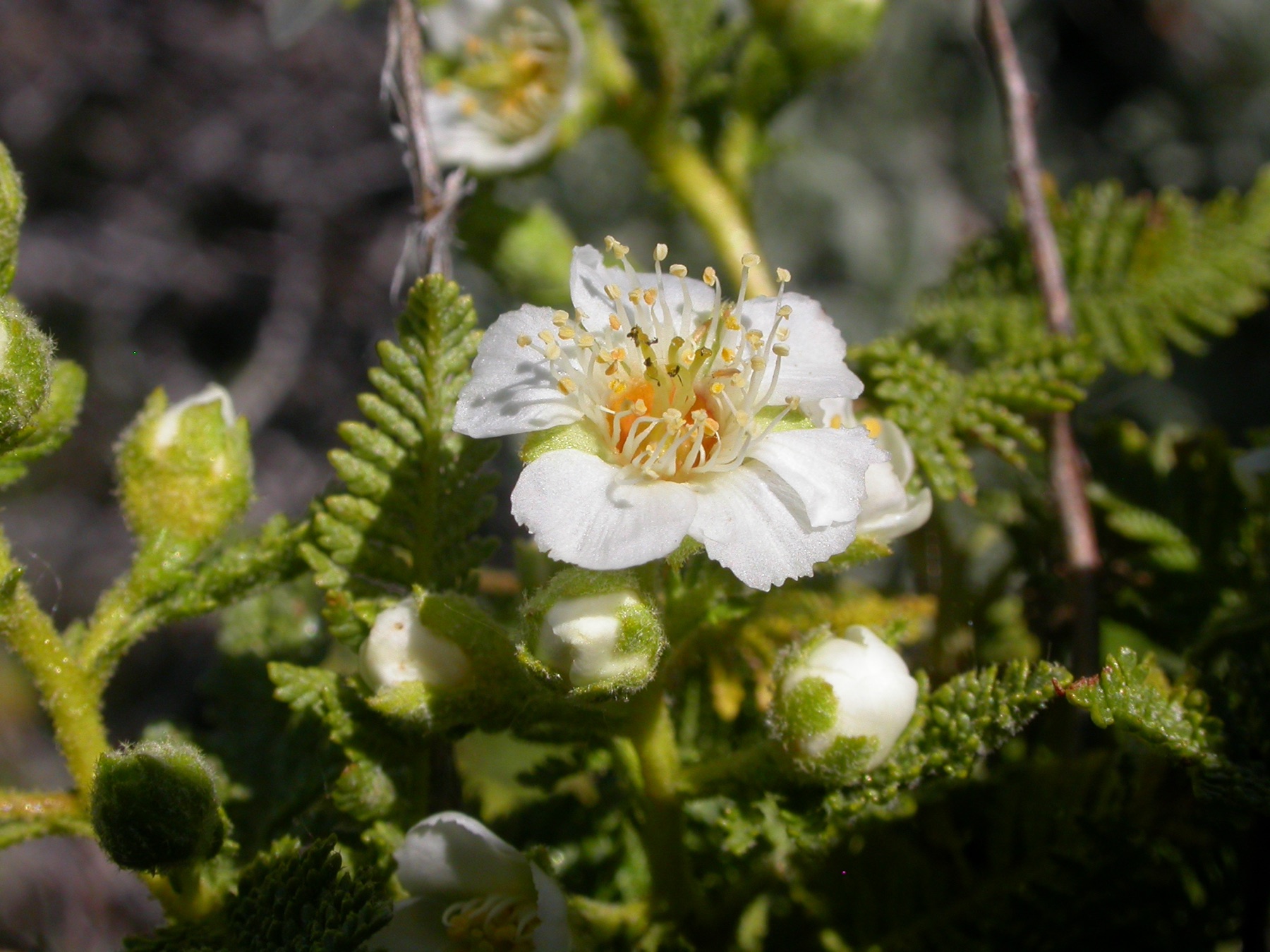 Fernbush — photo 20