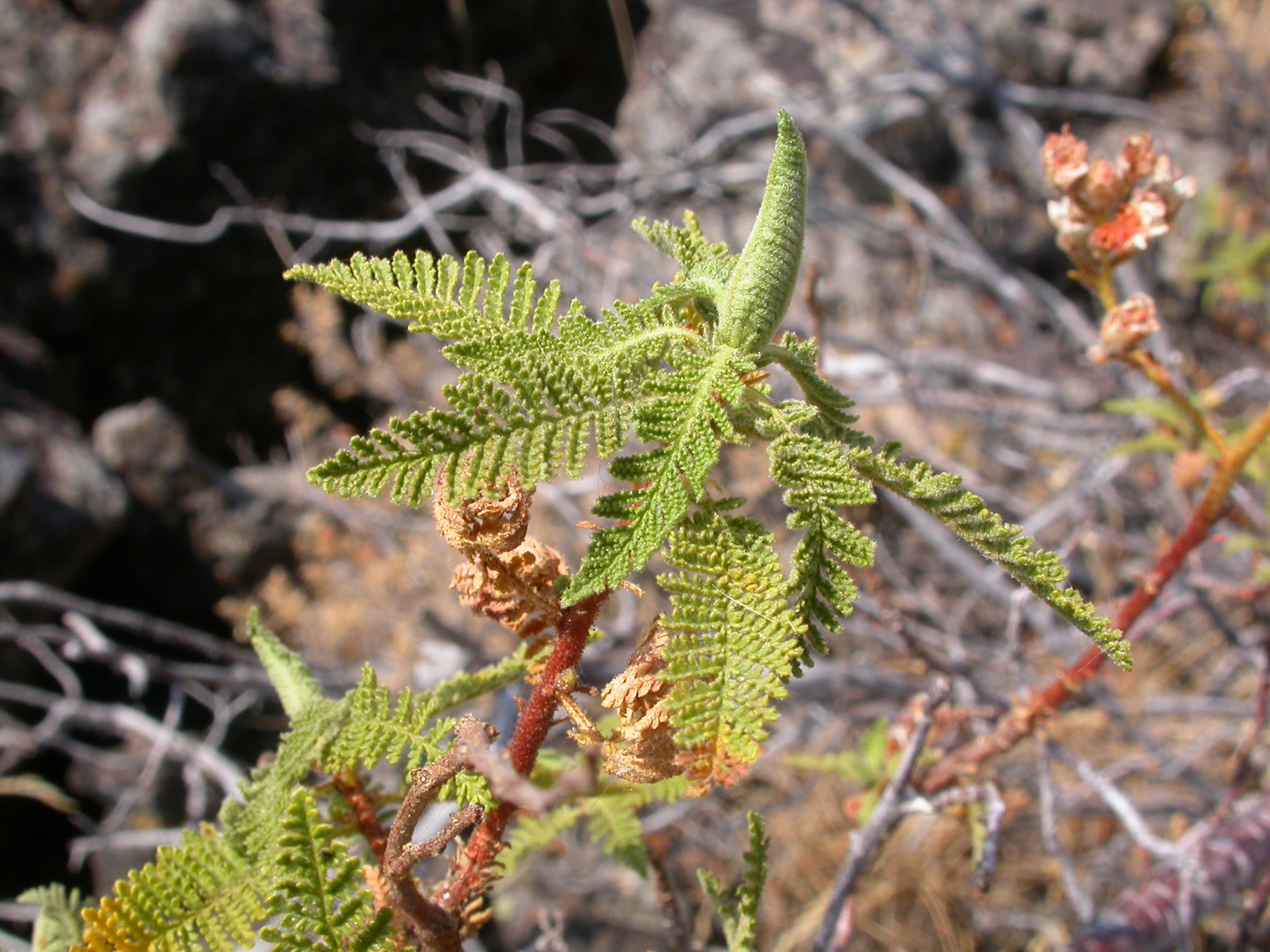 Fernbush — photo 21