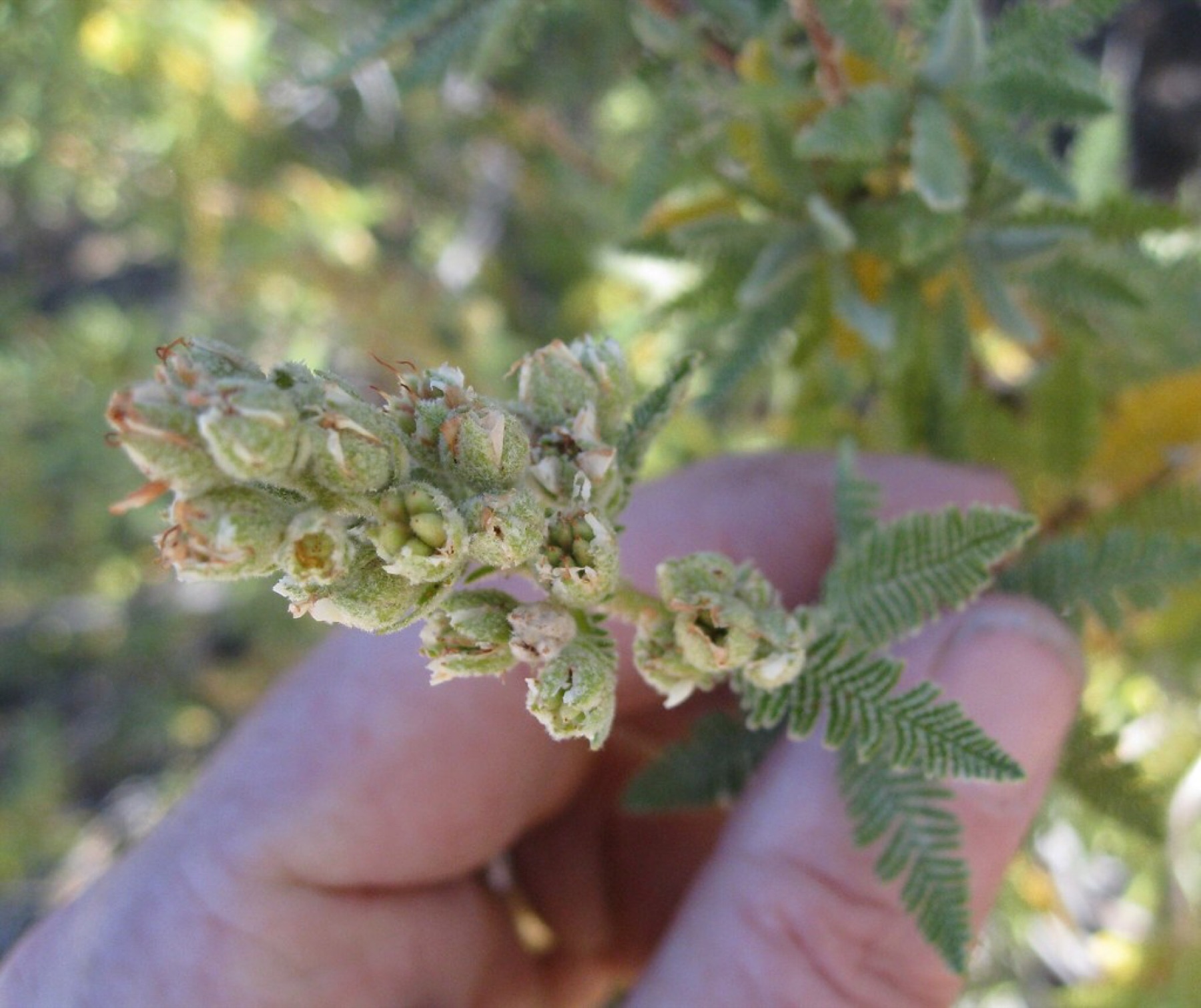 Fernbush — photo 22