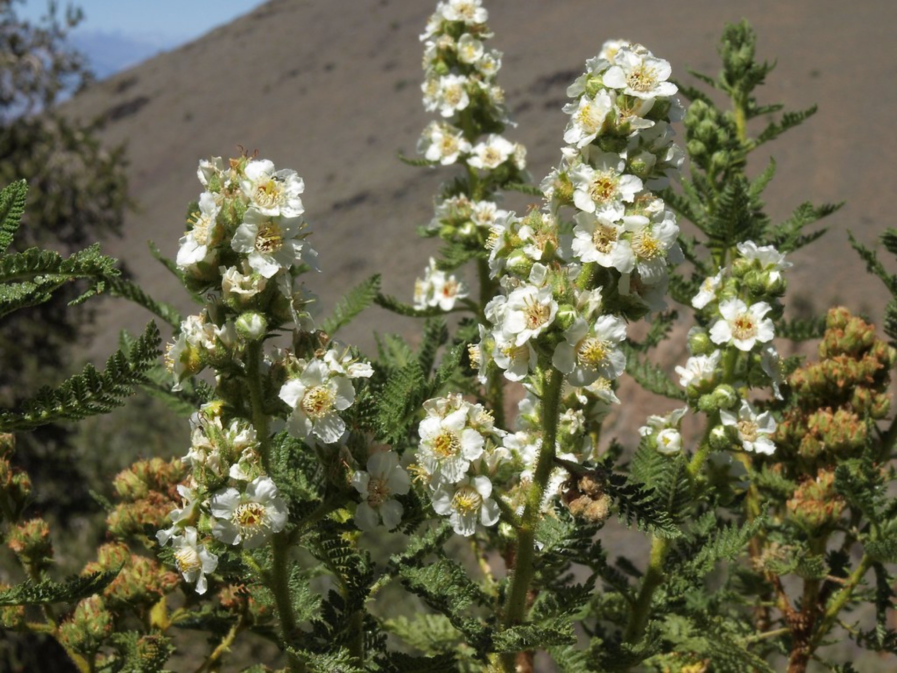 Fernbush — photo 23