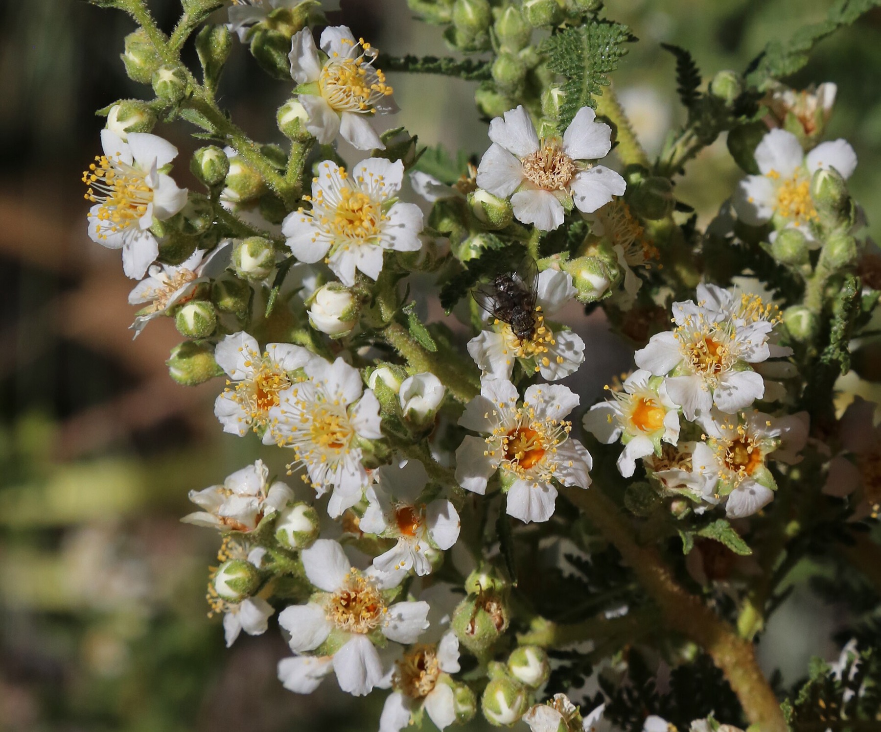 Fernbush