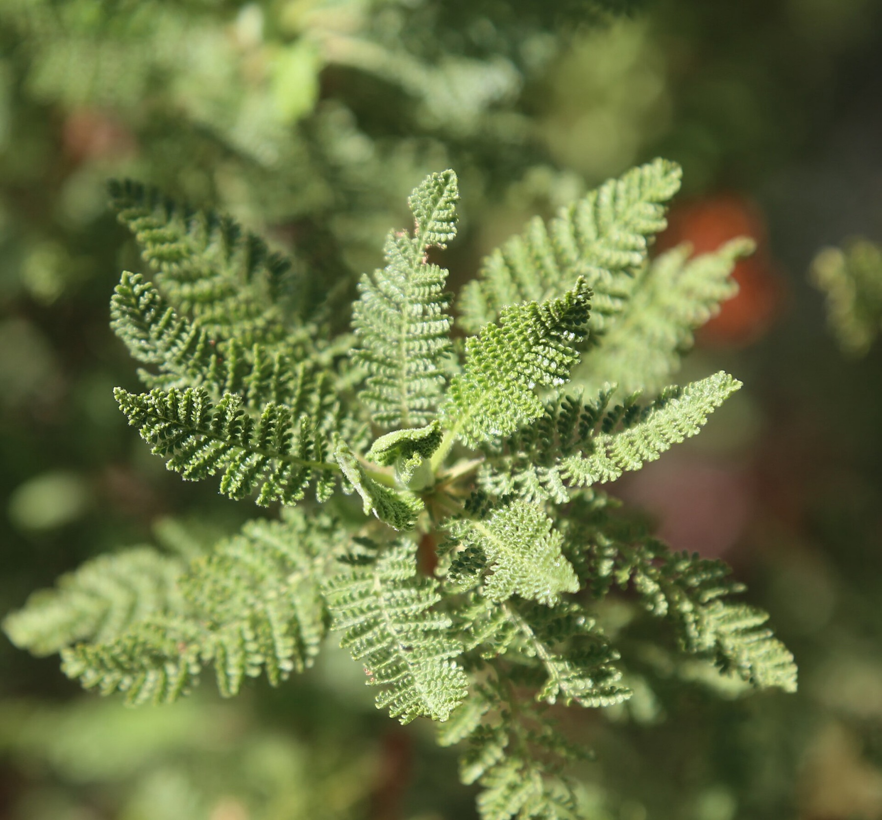 Fernbush — photo 2