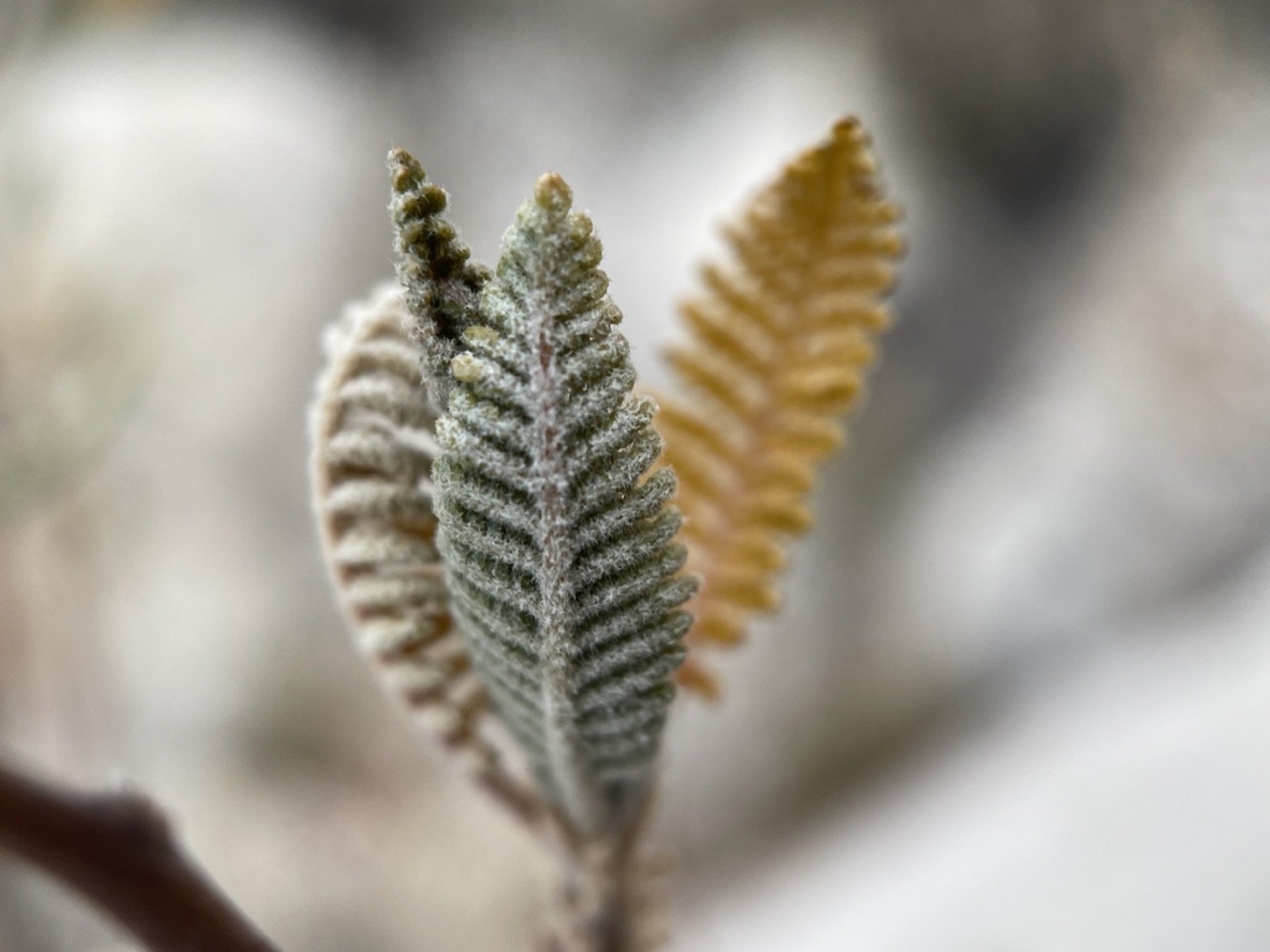 Fernbush — photo 3