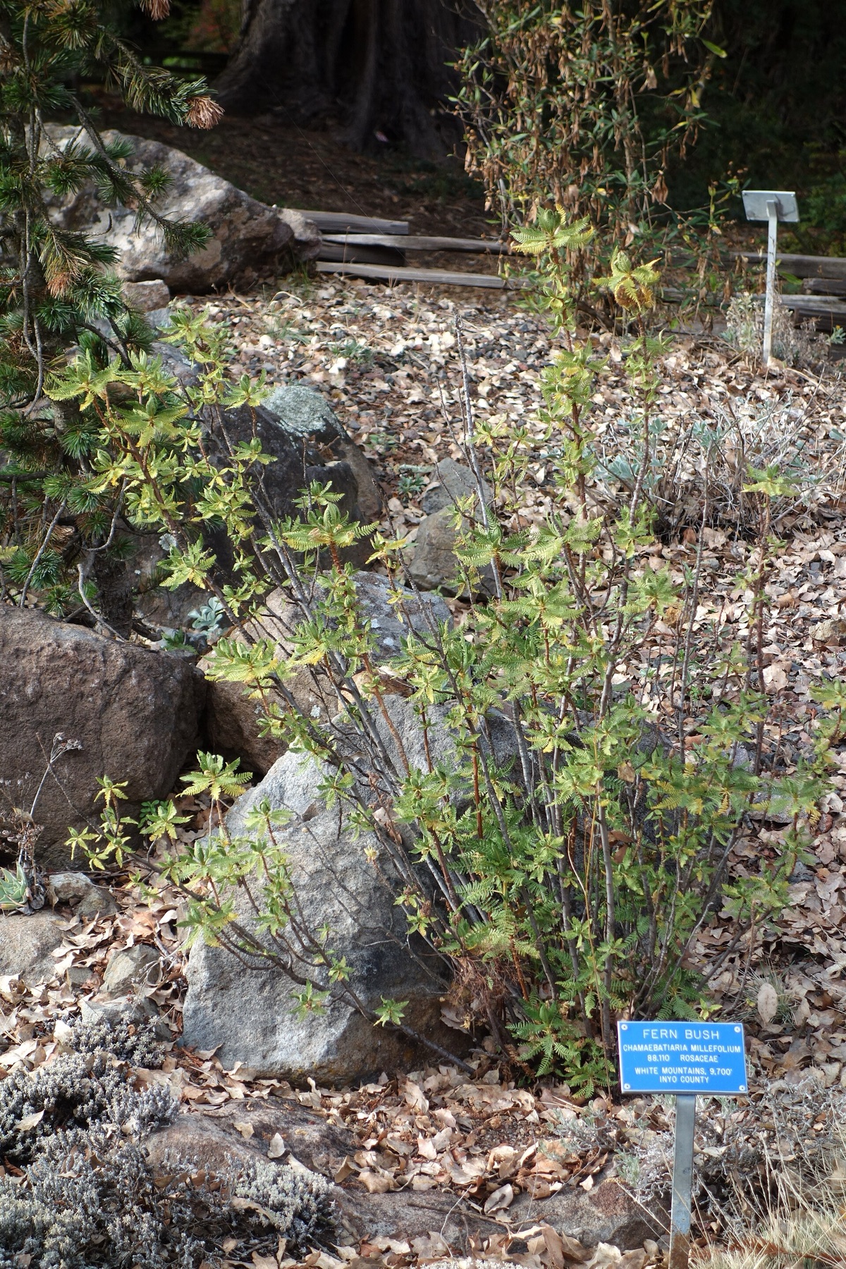 Fernbush — photo 4