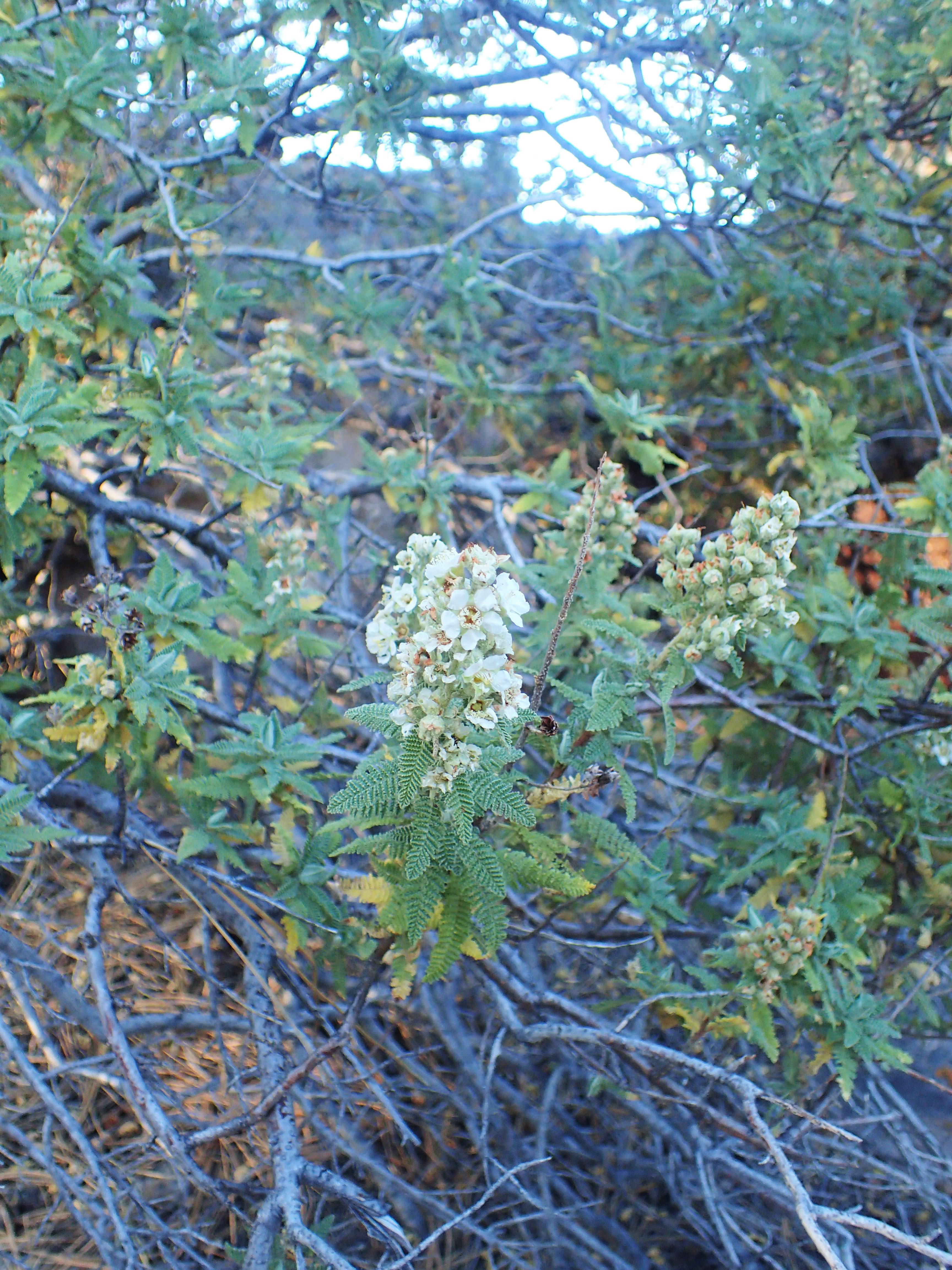 Fernbush — photo 24