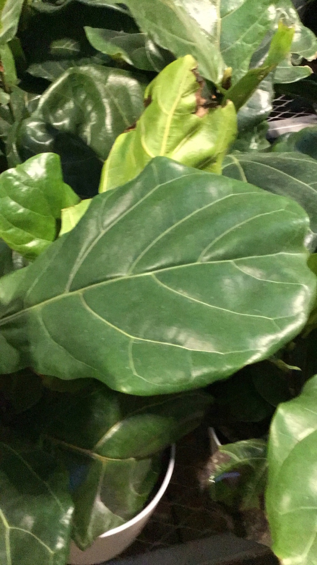 Fiddle-Leaf Fig — photo 6