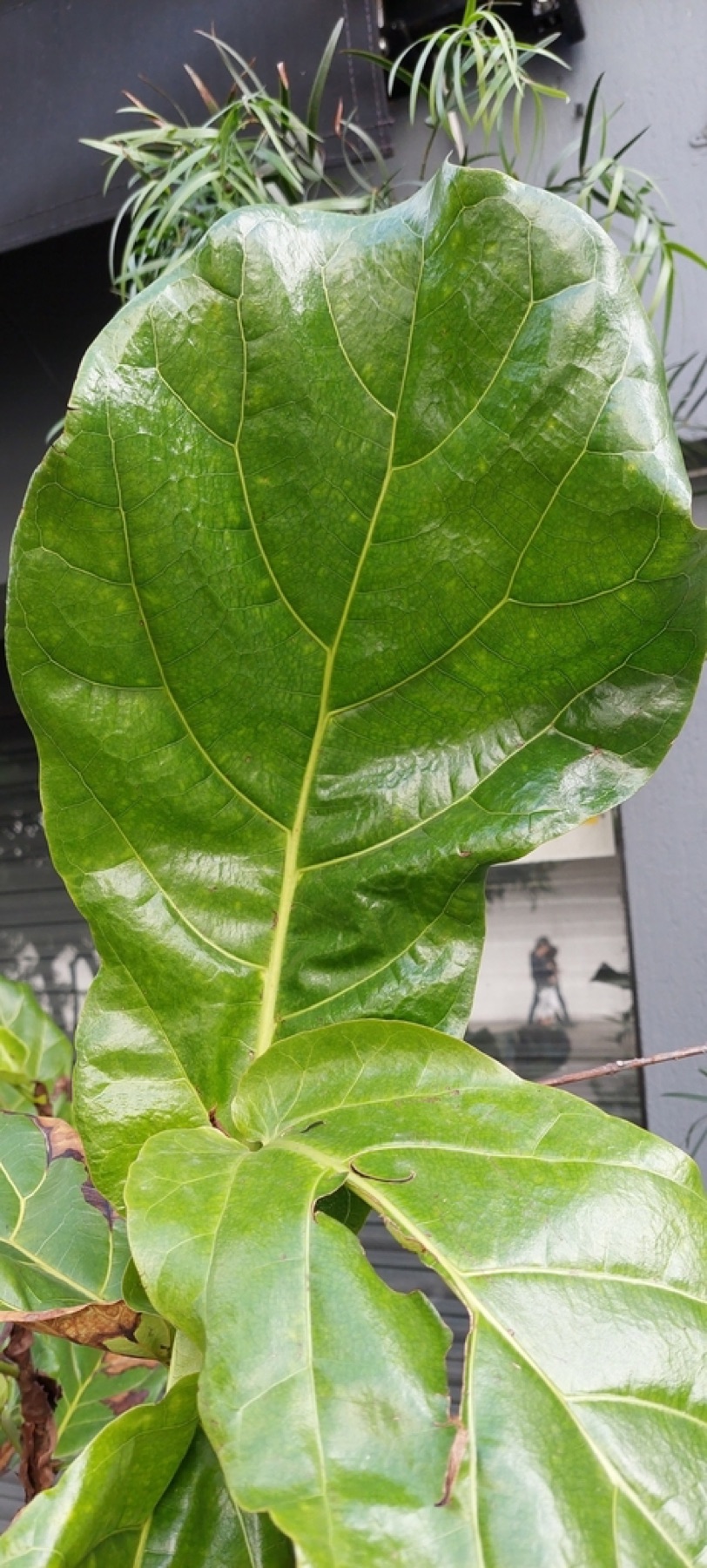Fiddle-Leaf Fig — photo 7