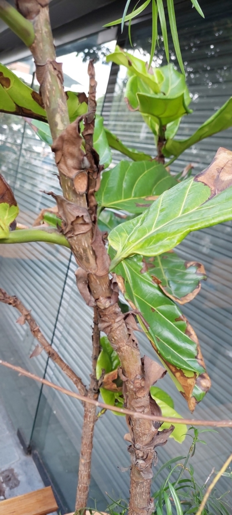 Fiddle-Leaf Fig — photo 8